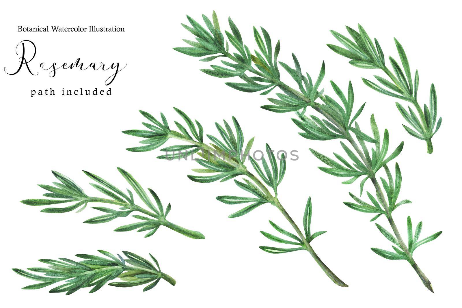 Rosemary green stem branches. Botanical watercolor illustration, path included