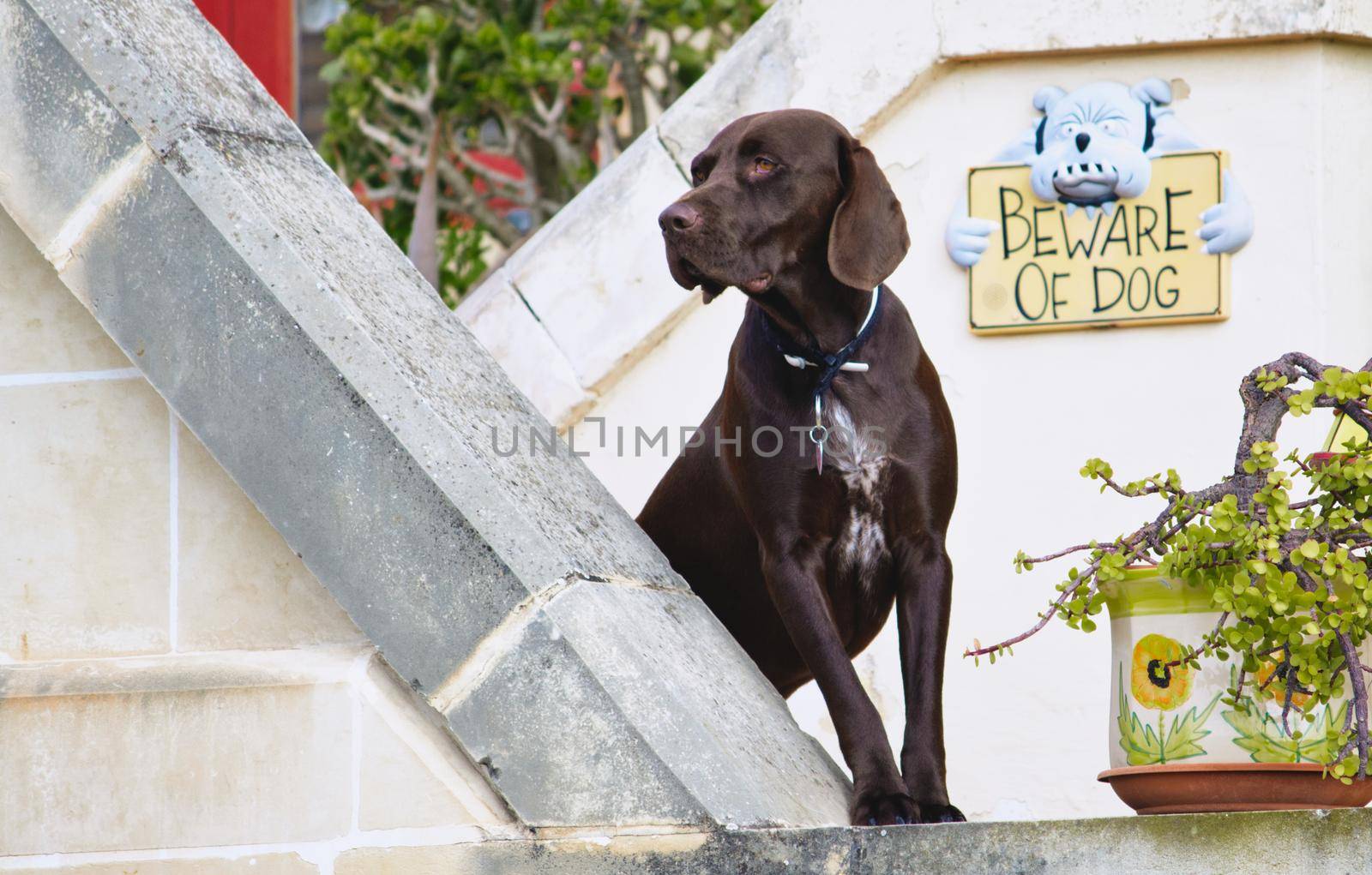 Chocolate labrador retriever dog guarding its owner's home with a "beware of dog" sign on the wall