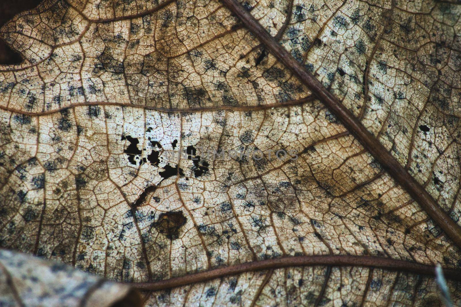 Close-up macro texture shot of dried leaf from a teak tree with autumn colors