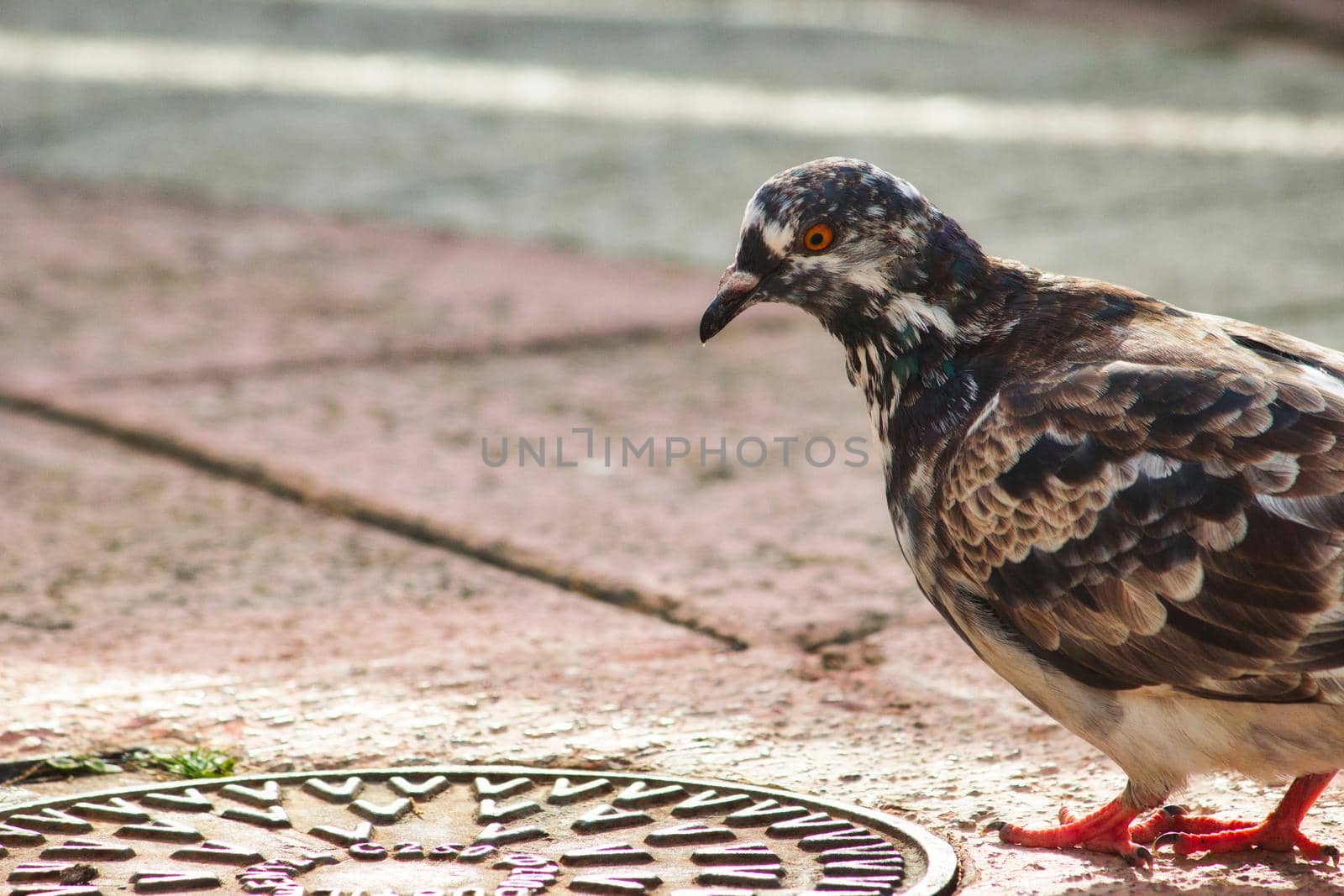 An urban pigeon in the city walking on the floor by a manhole cover