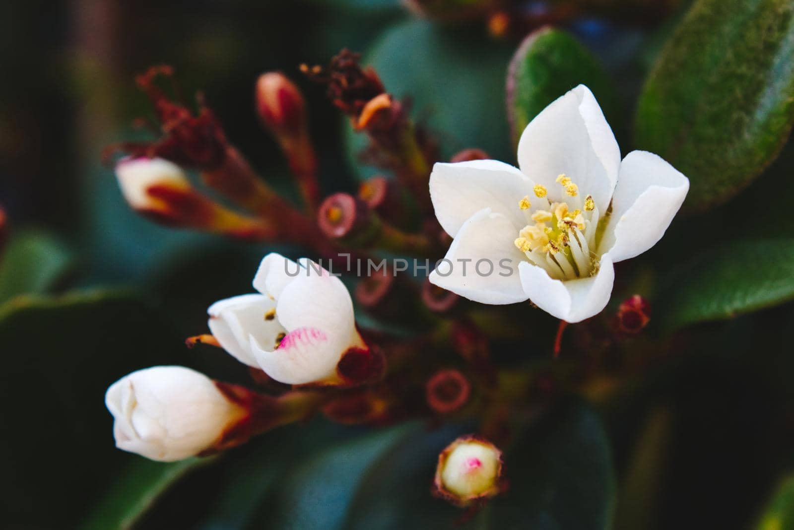 Macro close-up of delicate white flowers (Viburnum tinus)