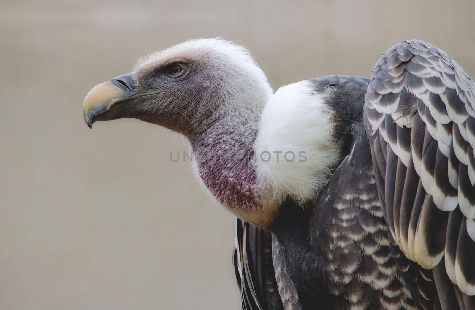 Close-up isolated portrait of a single grey Ruppell's Griffon Vulture