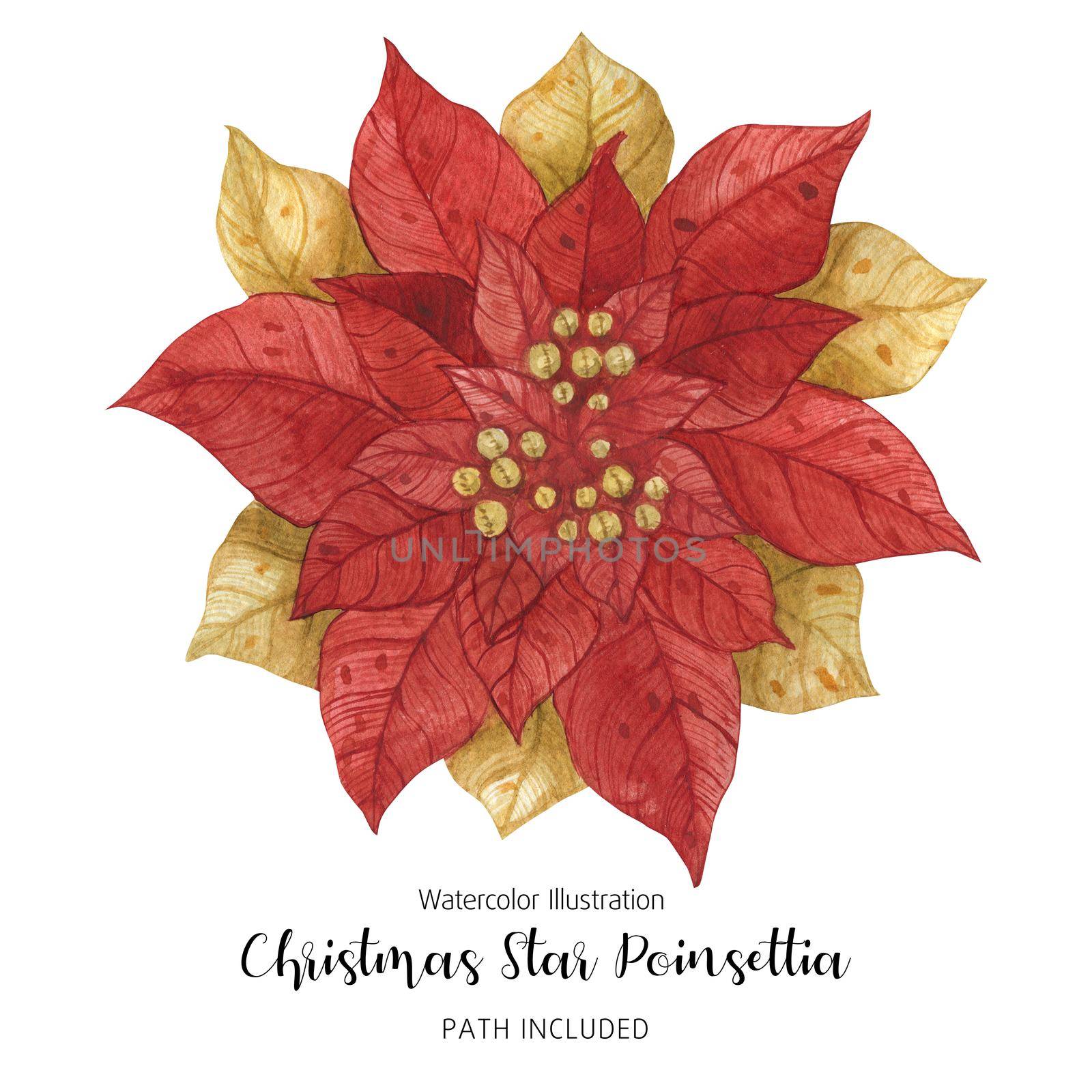 Poinsettia Red Gold Christmas Star Flower, watercolor hand-made illustration
