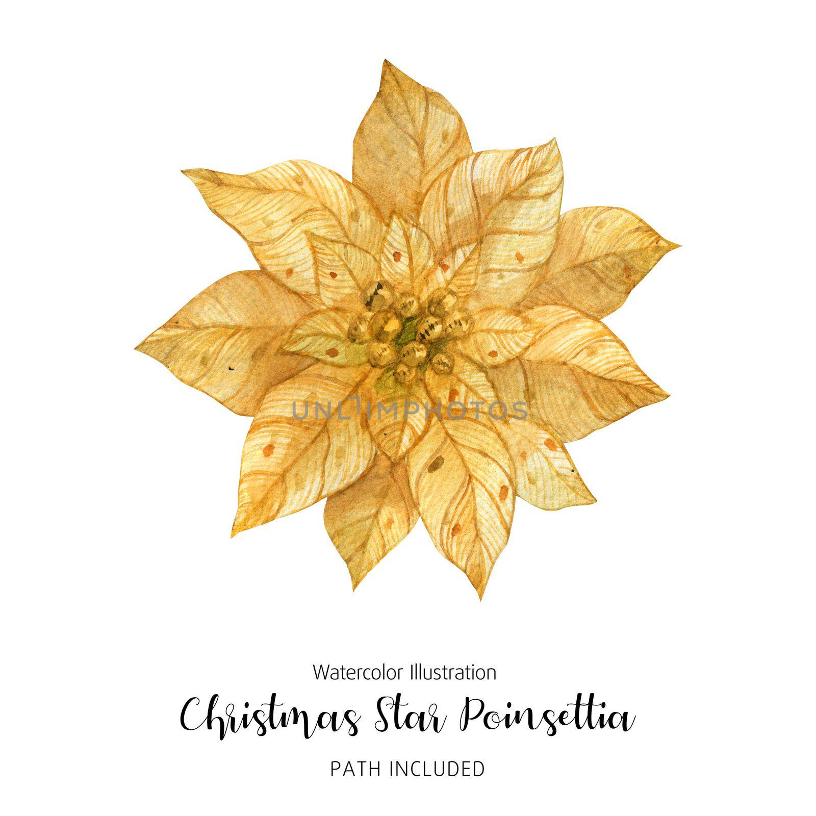 Poinsettia Gold Christmas Star Flower, watercolor hand-made illustration