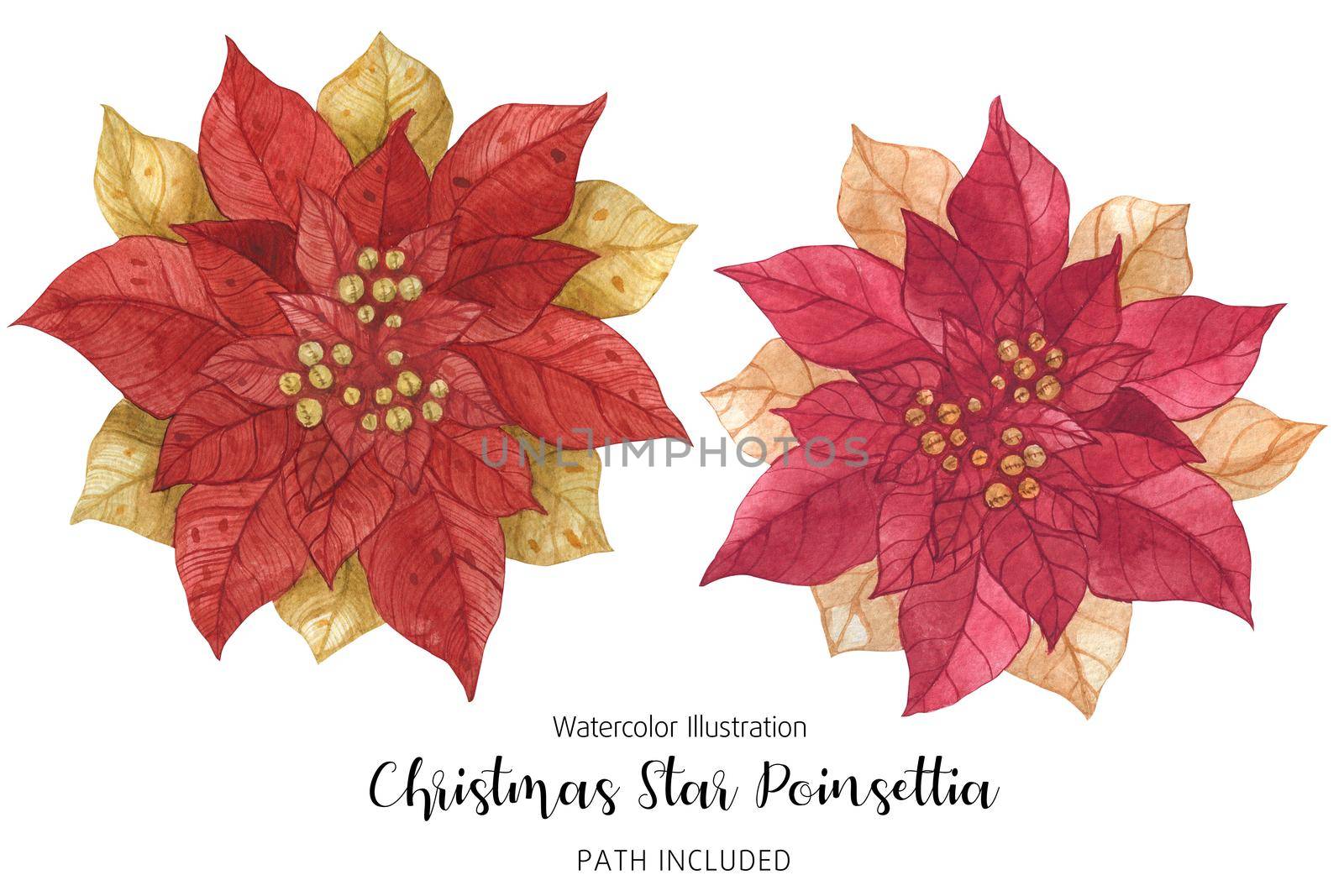 Poinsettia Red Gold Christmas Star Flowers, watercolor hand-made illustration