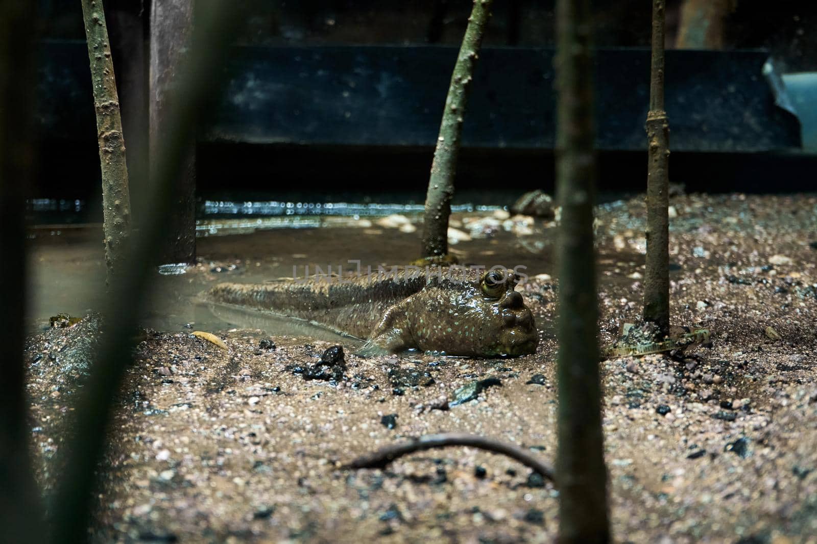 mudskipper fish hiding in mud swamp close up by Try_my_best