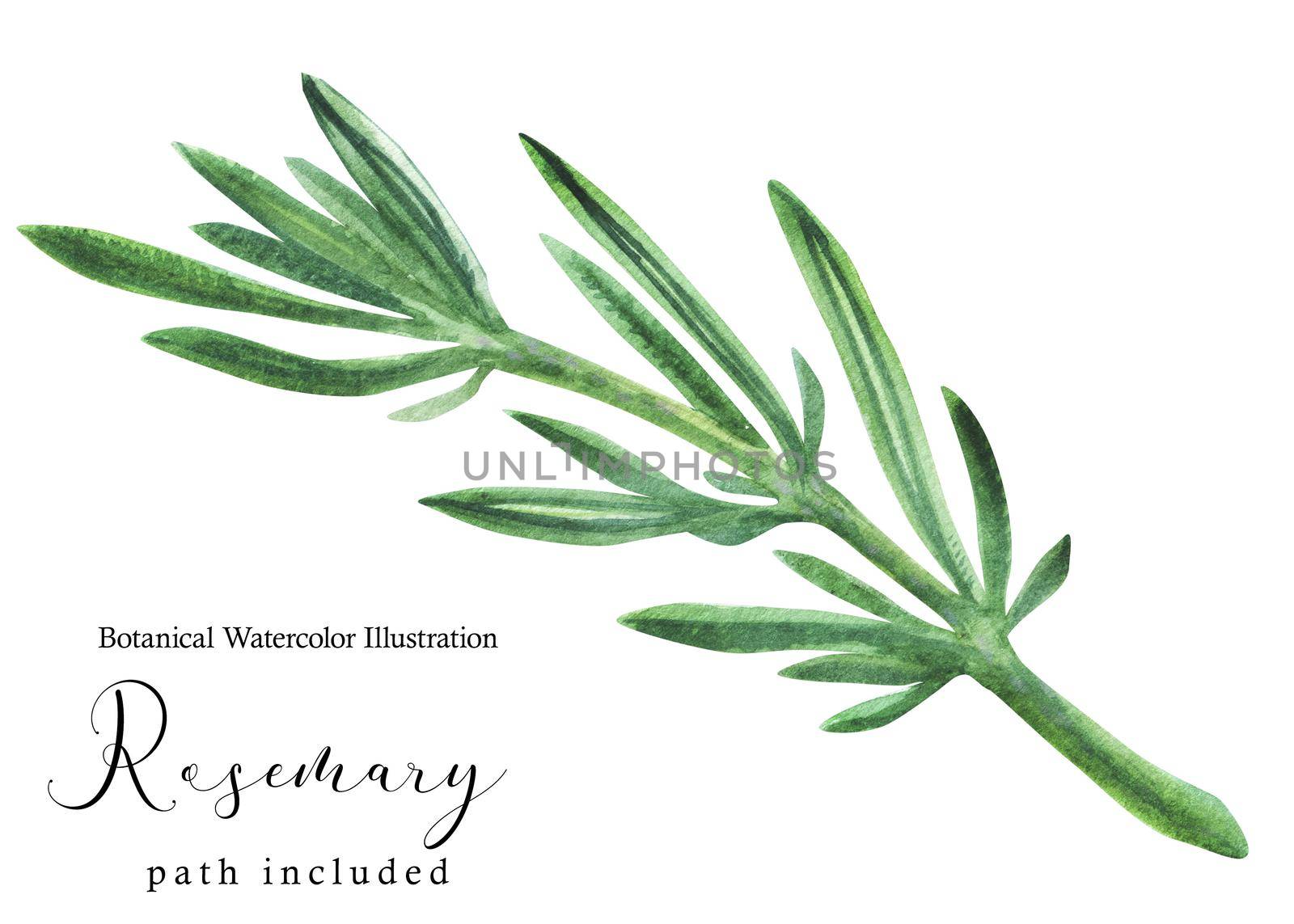 Rosemary green stem branch. Botanical watercolor illustration, path included