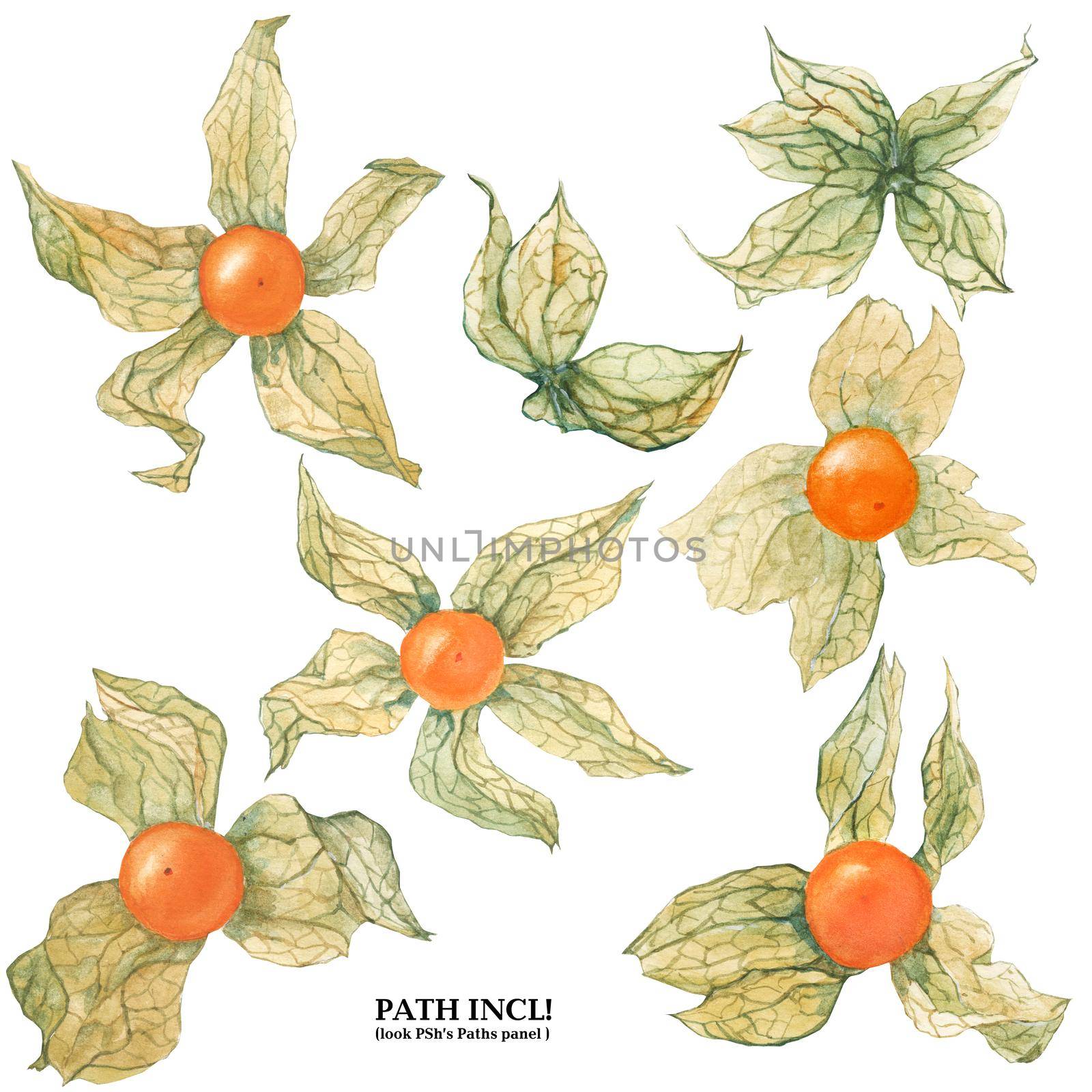 Botanical Watercolor Physalis by Xeniasnowstorm