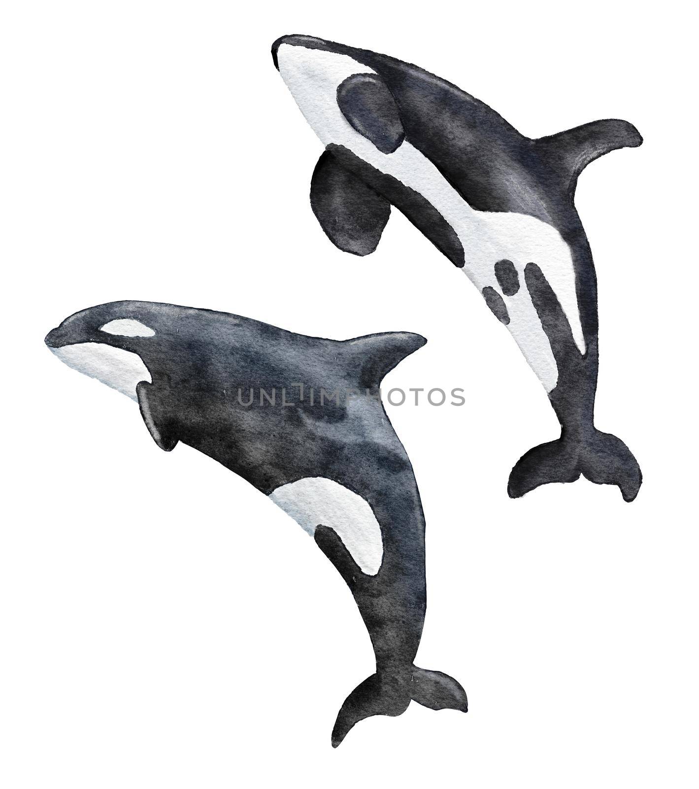 Watercolor hand drawn illustration of killer whale orca, marine endangered species, sea ocean wildlife. White black whale ecology environment