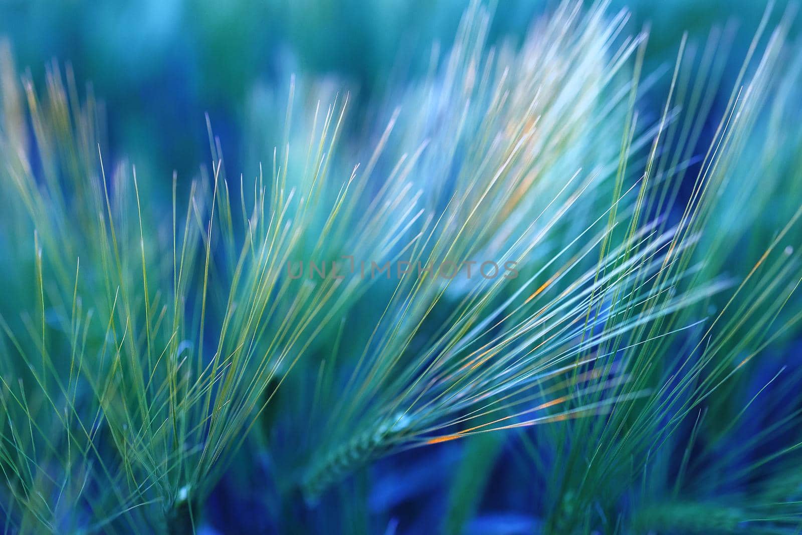 Top view of wheat ears painted in emerald blue. Beautiful abstract background, copy space. Natural background