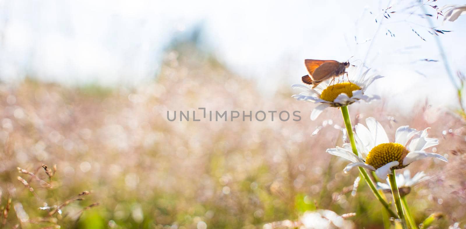 Bright orange butterflies on daisy flowers. The yellow orange butterfly is on the white chamomile flowers in the green grass fields