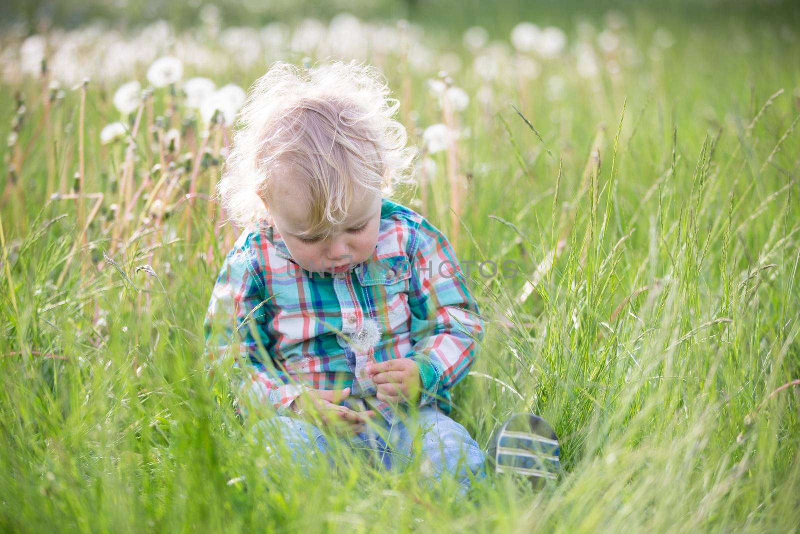 The holiday of childhood.Blond little boy with a dandelion. One year old baby is sitting in the grass. Child in the meadow by Sviatlana