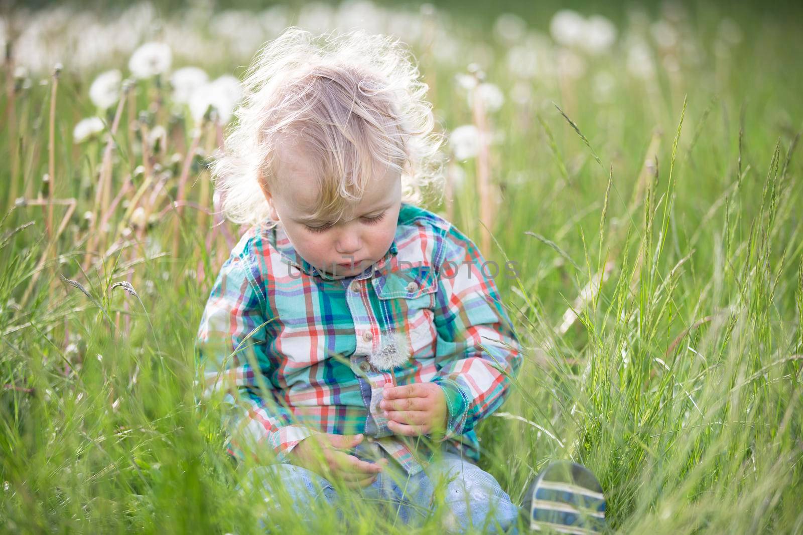 Blond little boy with a dandelion. One year old baby is sitting in the grass. Child in the meadow by Sviatlana