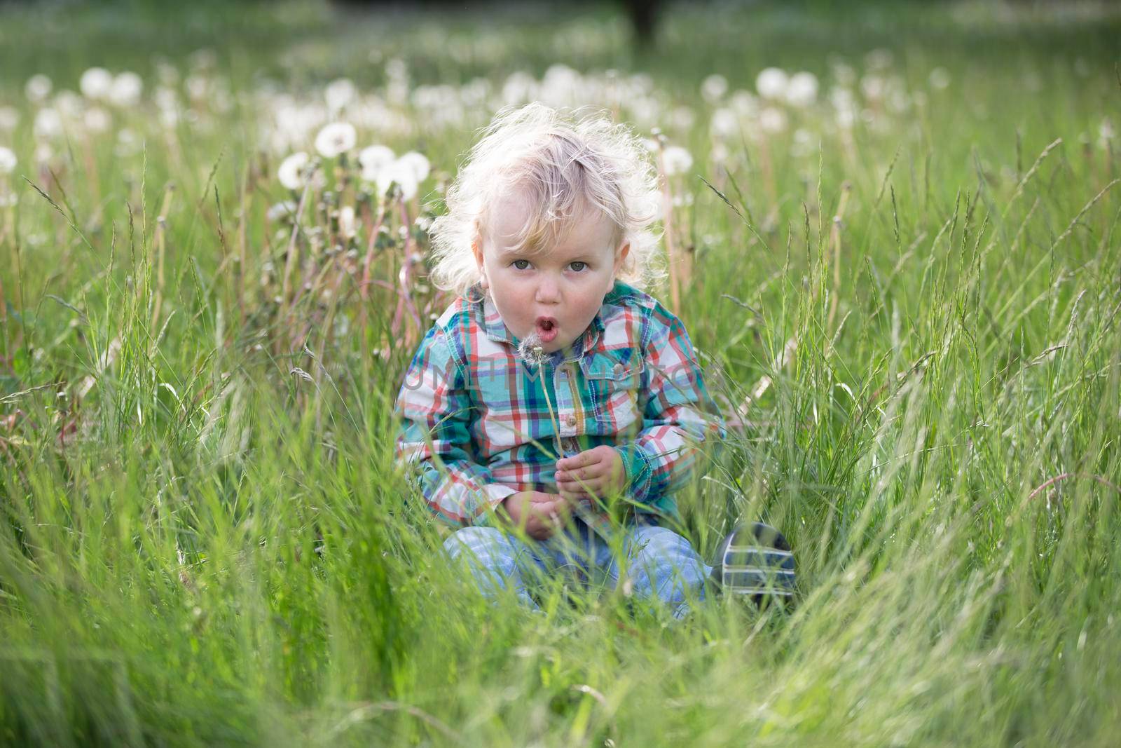 Blond little boy with a dandelion. One year old baby is sitting in the grass. Child in the meadow by Sviatlana