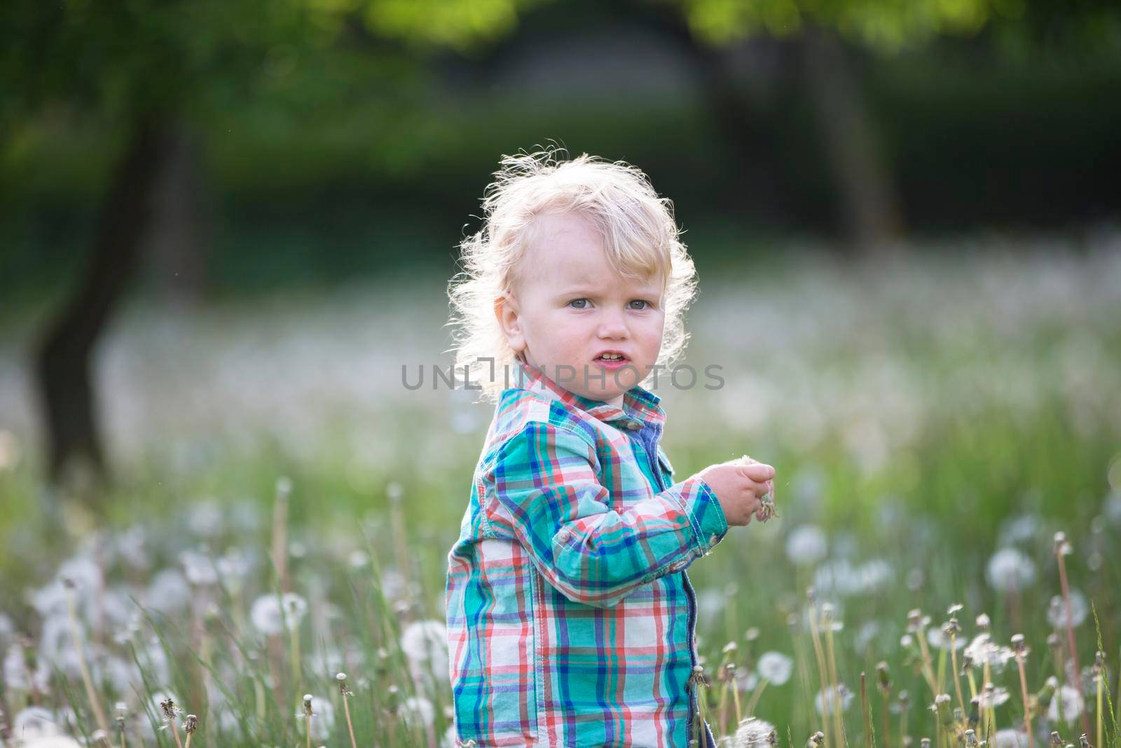 Blond little boy with a dandelion. One year old baby is sitting in the grass. Child in the meadow by Sviatlana