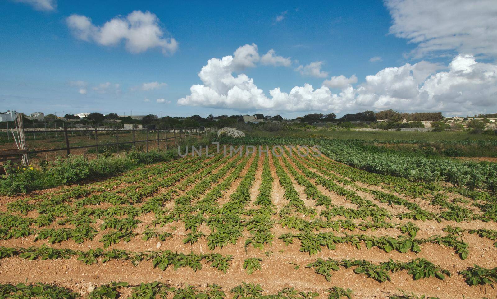 Farmer's field growing crops sowed in rows