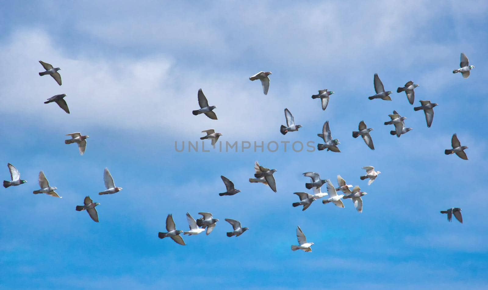 A flock of pigeons in flight against a blue sky