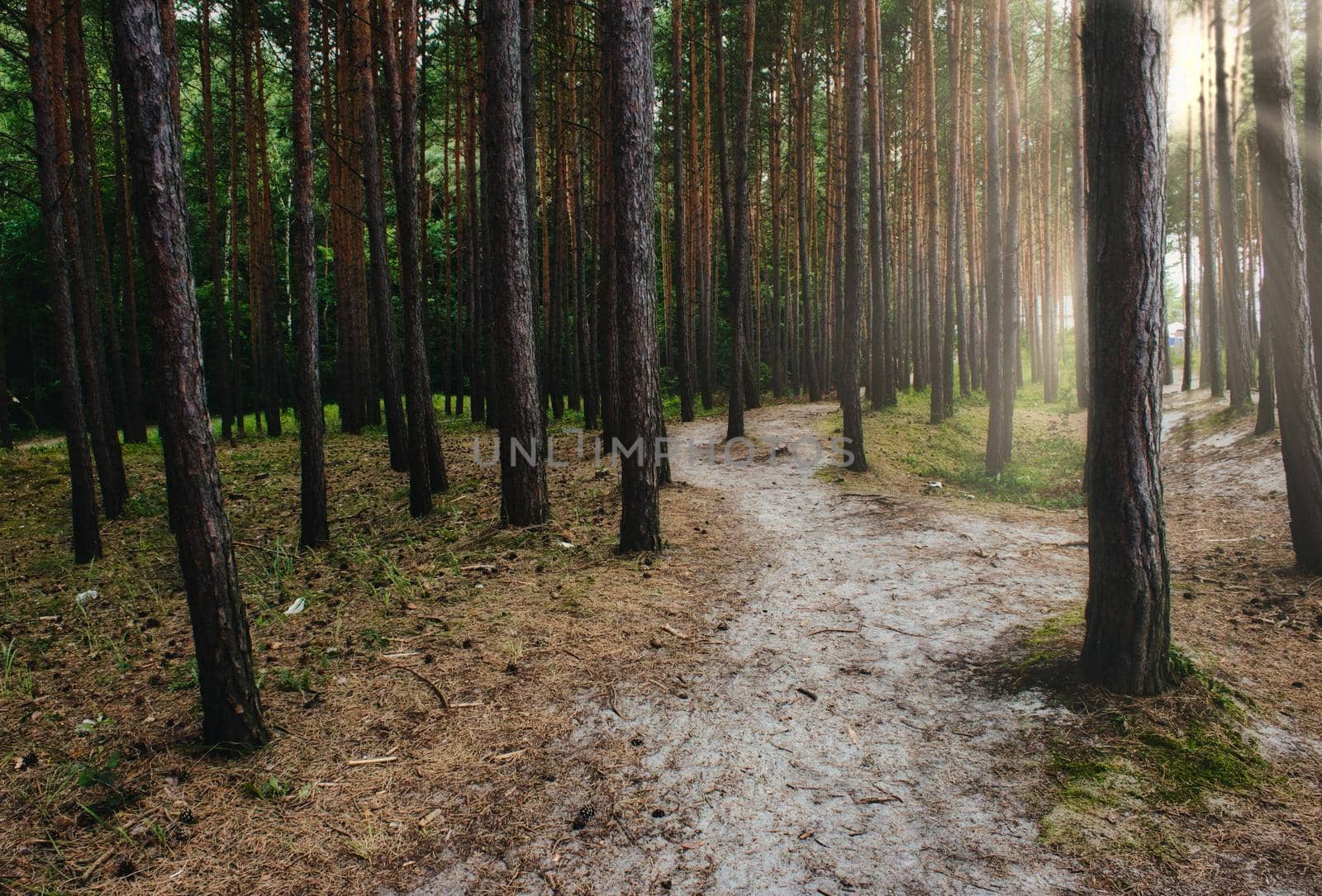A natural path leading through the trees in a forest