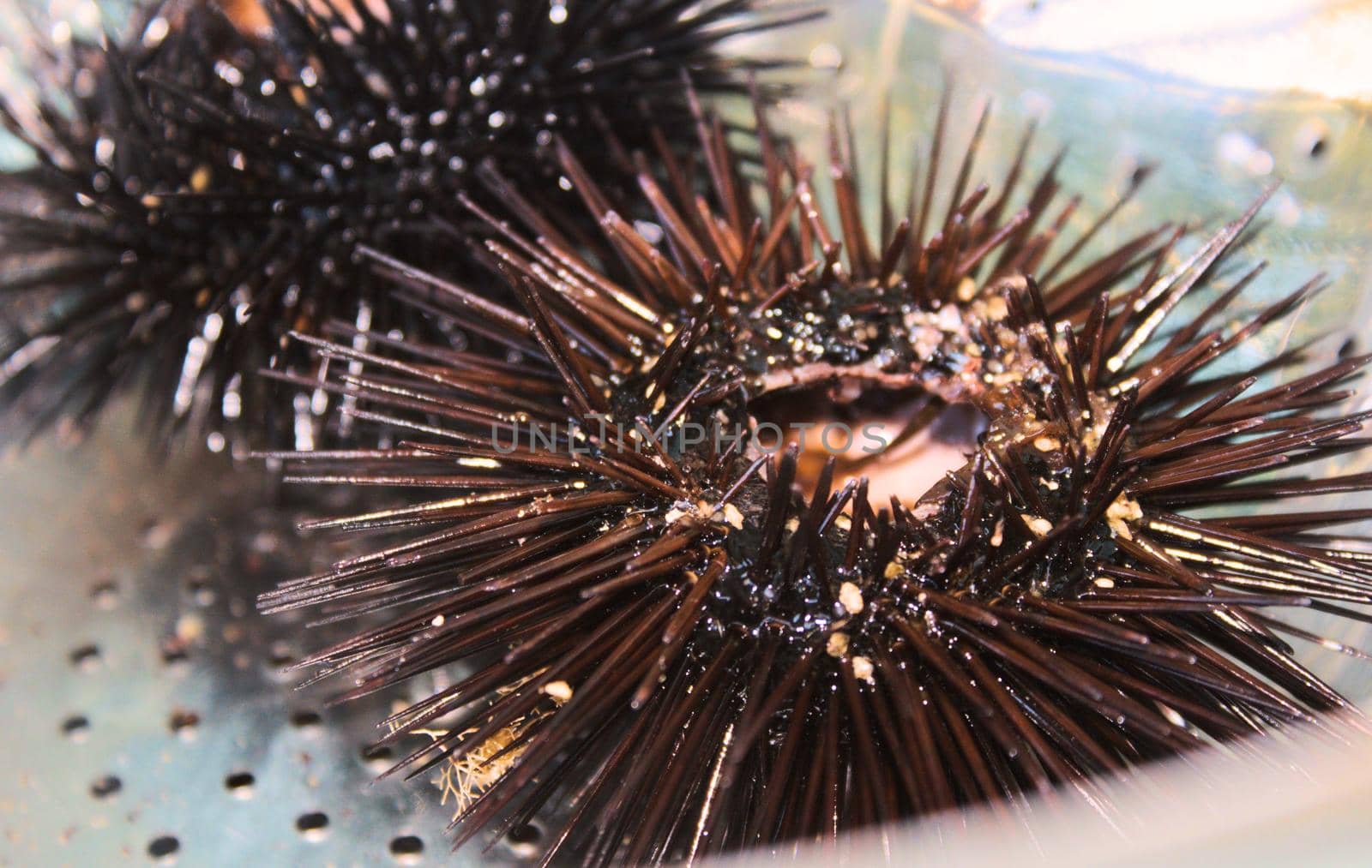 Close-up of a sea urchin in a stainless steel colander by tennesseewitney
