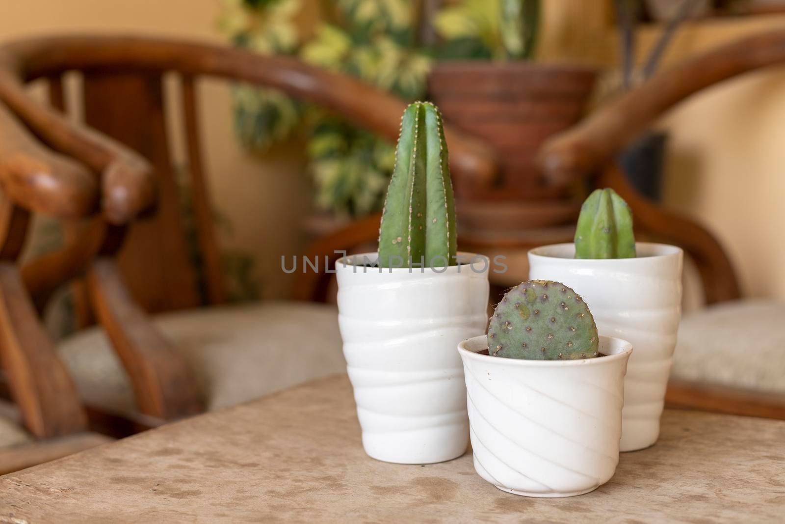 Purple opuntia, blue myrtle and stenocereus marginatus cactus in white ceramic pots