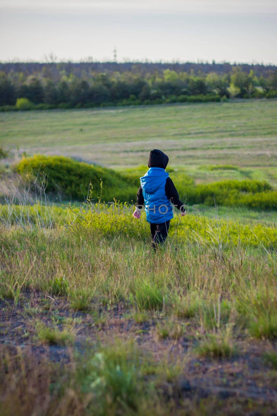 Children in the open spaces of the field are walking among the juicy spring grass in the light of sunset along a narrow trampled path. Landscape, countryside, spring