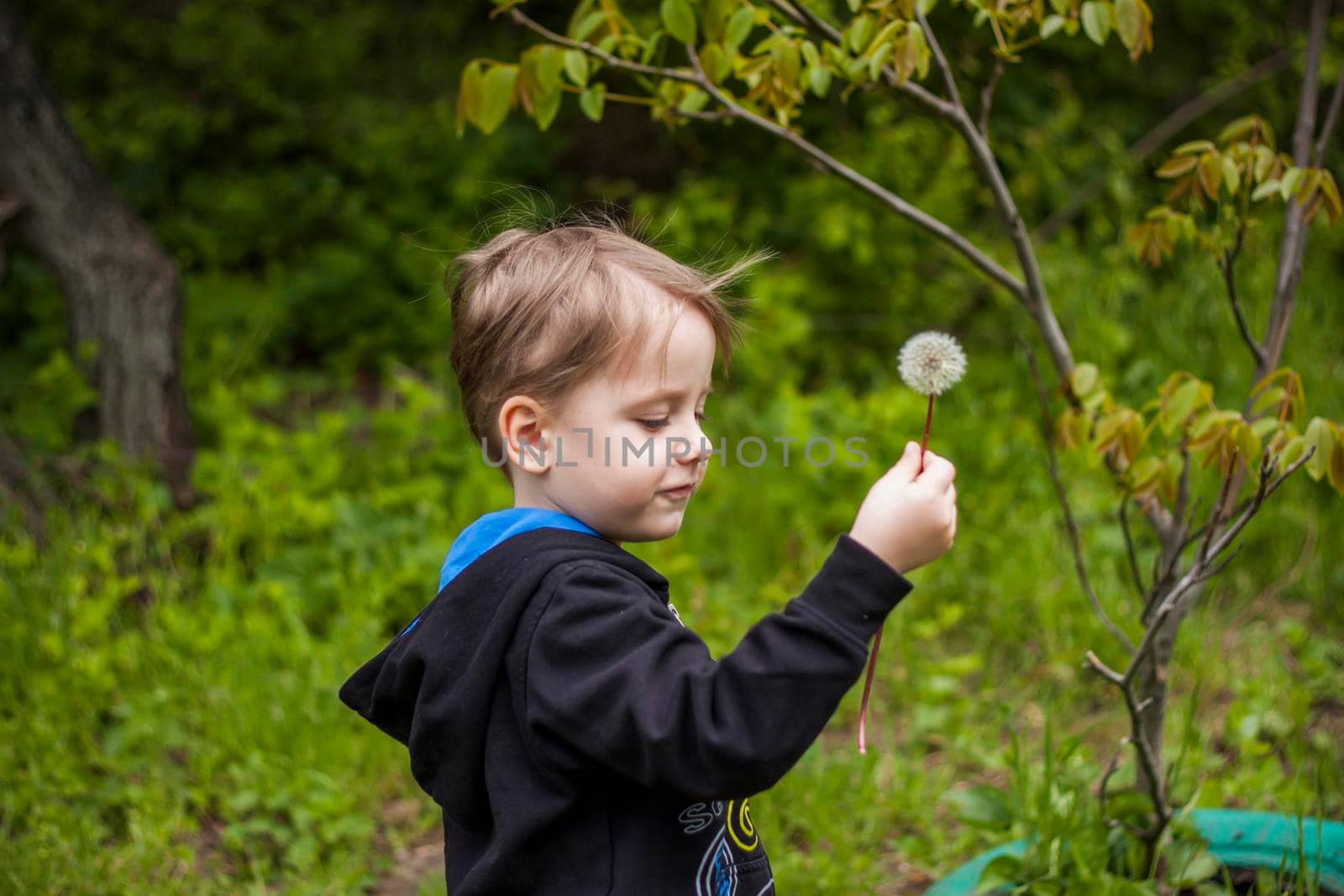 A happy boy on a spring day in the garden blows on white dandelions, fluff flies off him. The concept of outdoor recreation in childhood. Portrait of a cute boy. Funny facial expressions