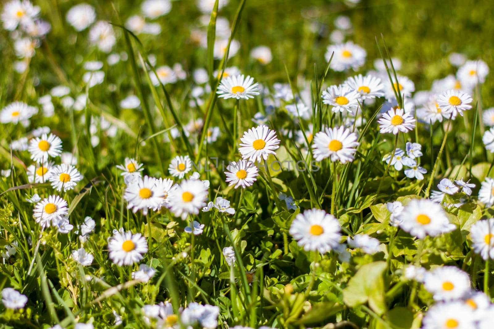 White daisy flowers spread out like a carpet in a sunny clearing in the spring forest. Spring flowering season. Background for flower design. Space for copying. Selective focus. Spring
