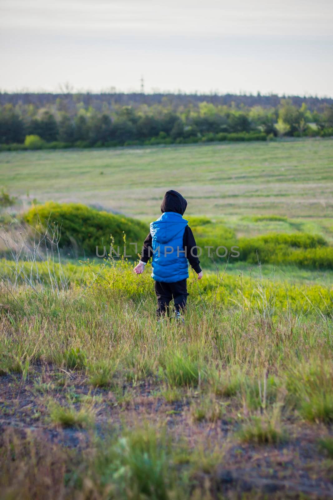 Children in the open spaces of the field are walking among the juicy spring grass in the light of sunset along a narrow trampled path. Landscape, countryside, spring