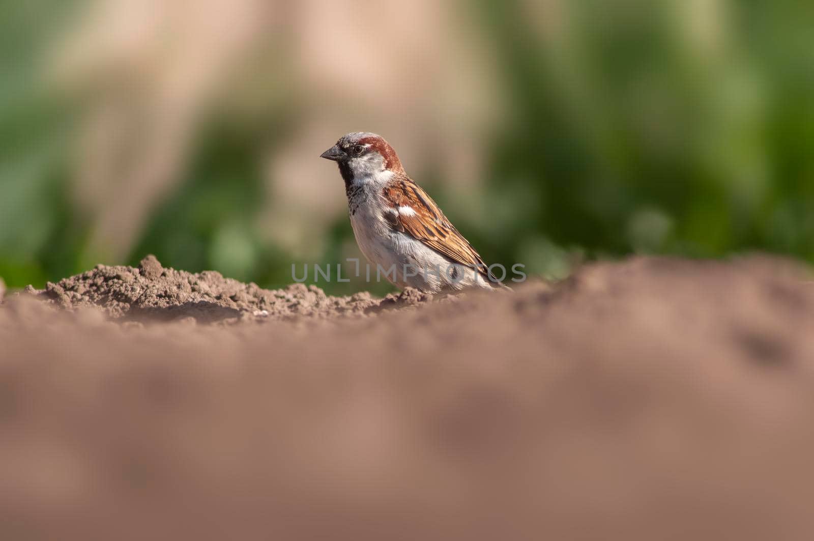a sparrow sits on a field