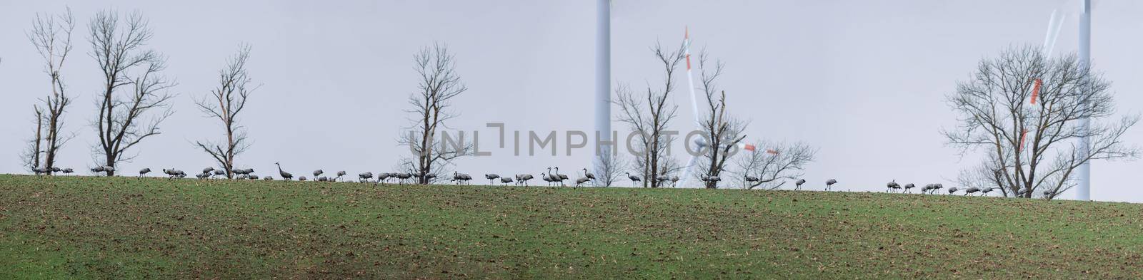 several cranes gather in a field in winter