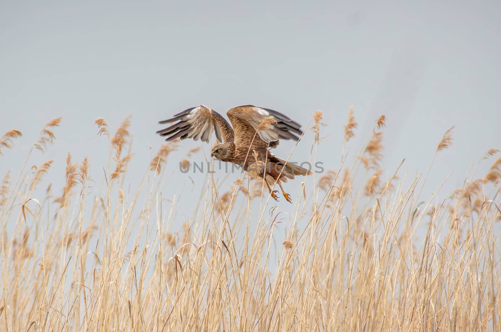 a male marsh harrier flies out of the reeds of a lake