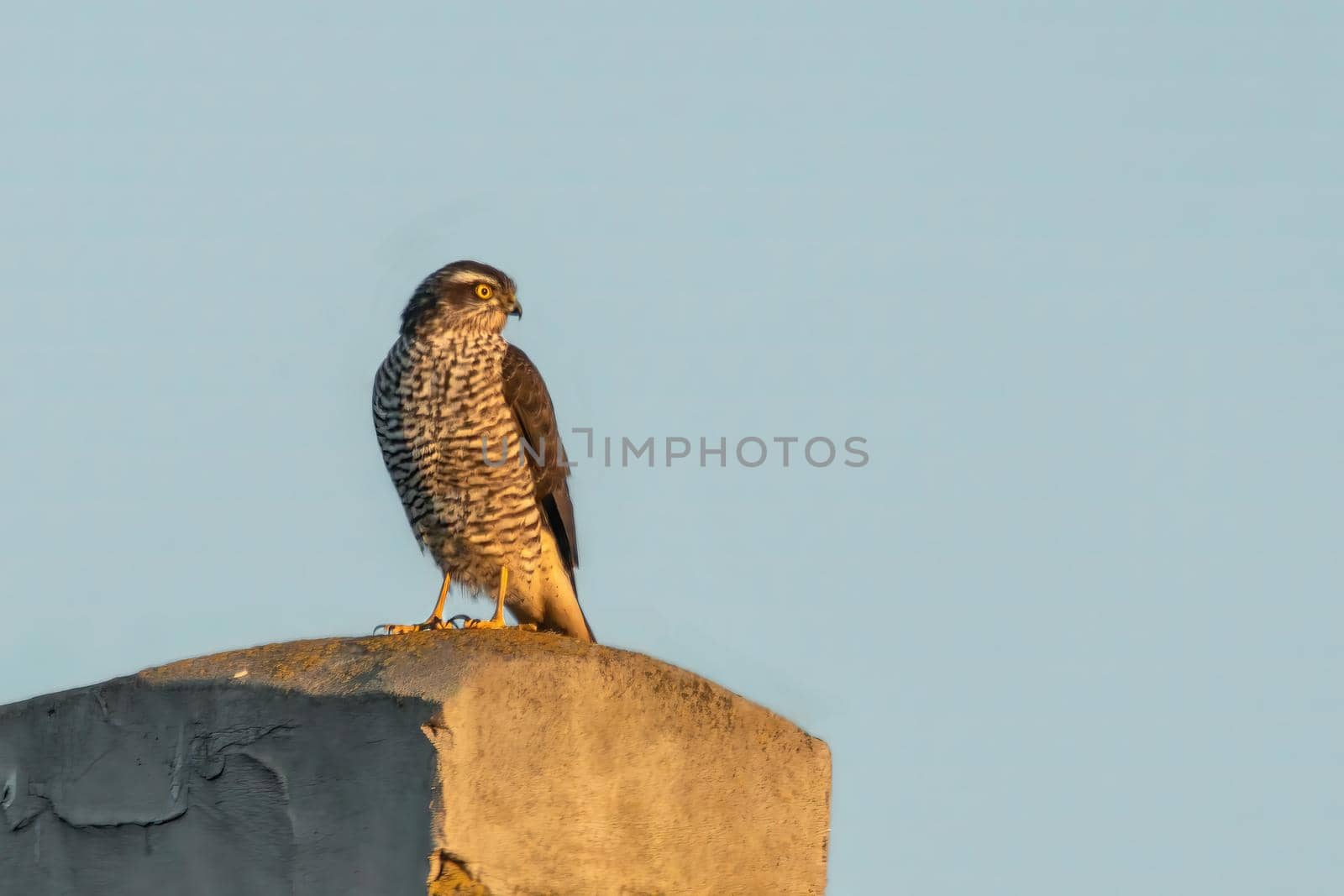 a sparrowhawk sits on a roof and looks for prey