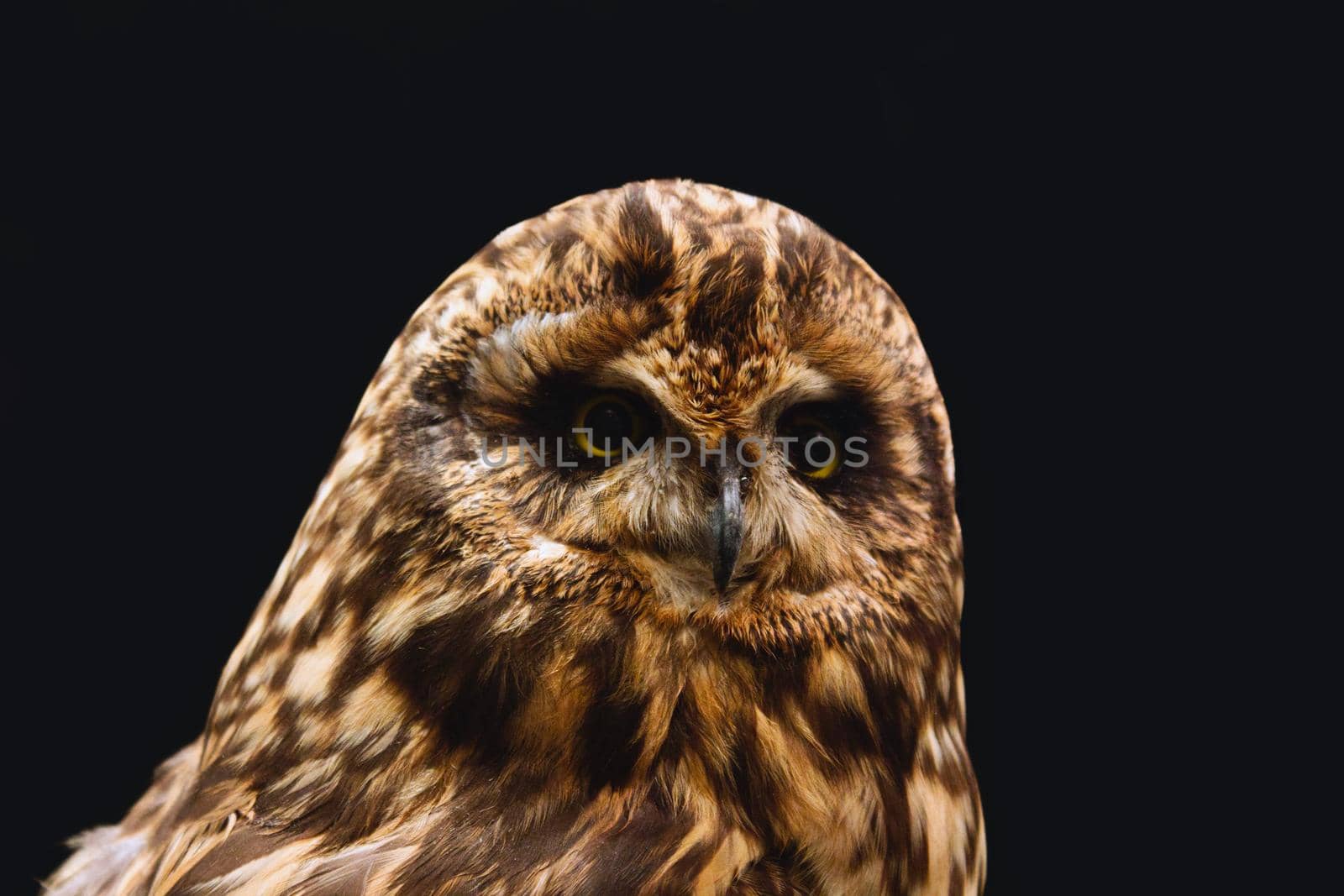 Close-up portrait of a short-eared owl against a black background by tennesseewitney