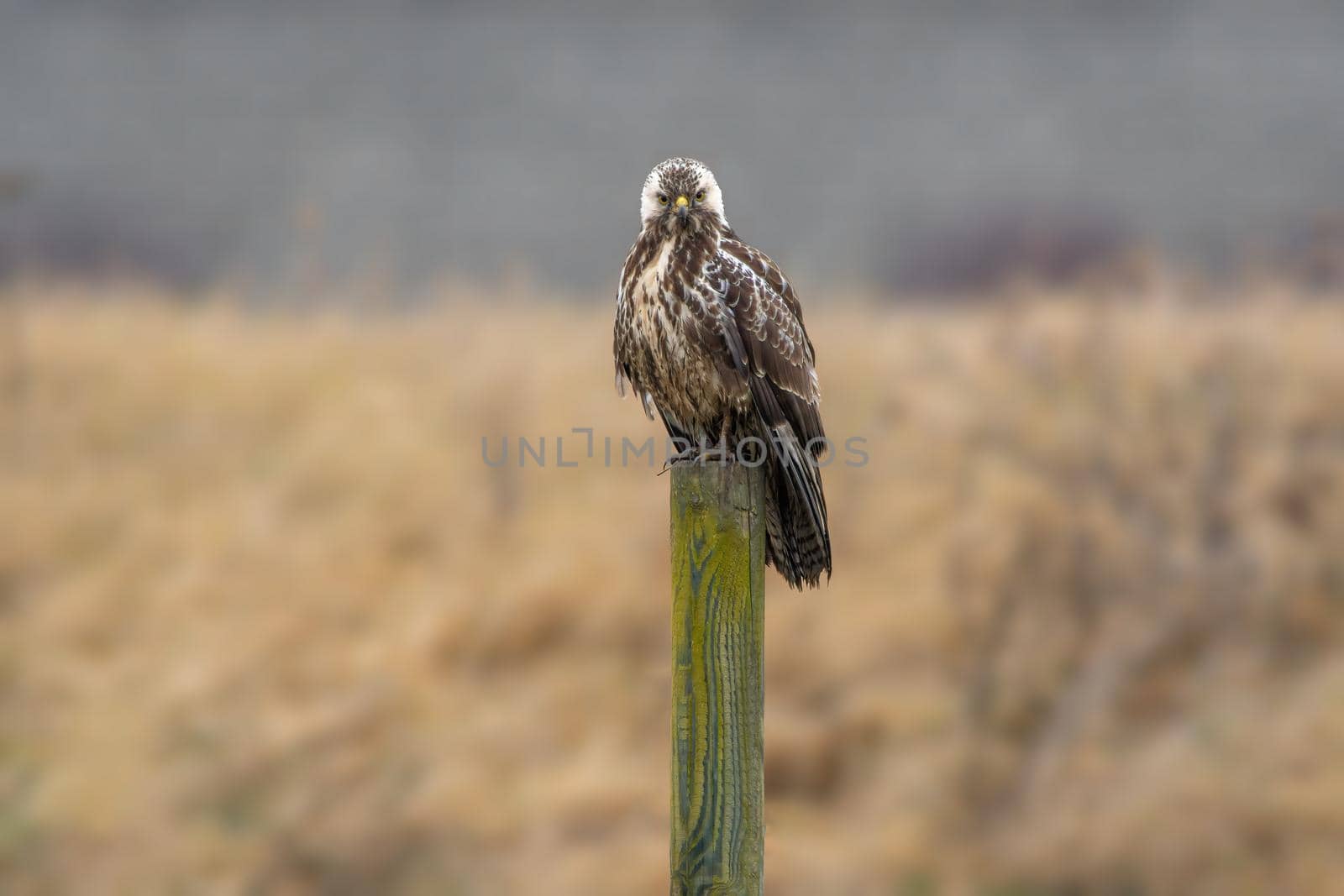 a Buzzard sits on a wooden pole in a meadow in summer