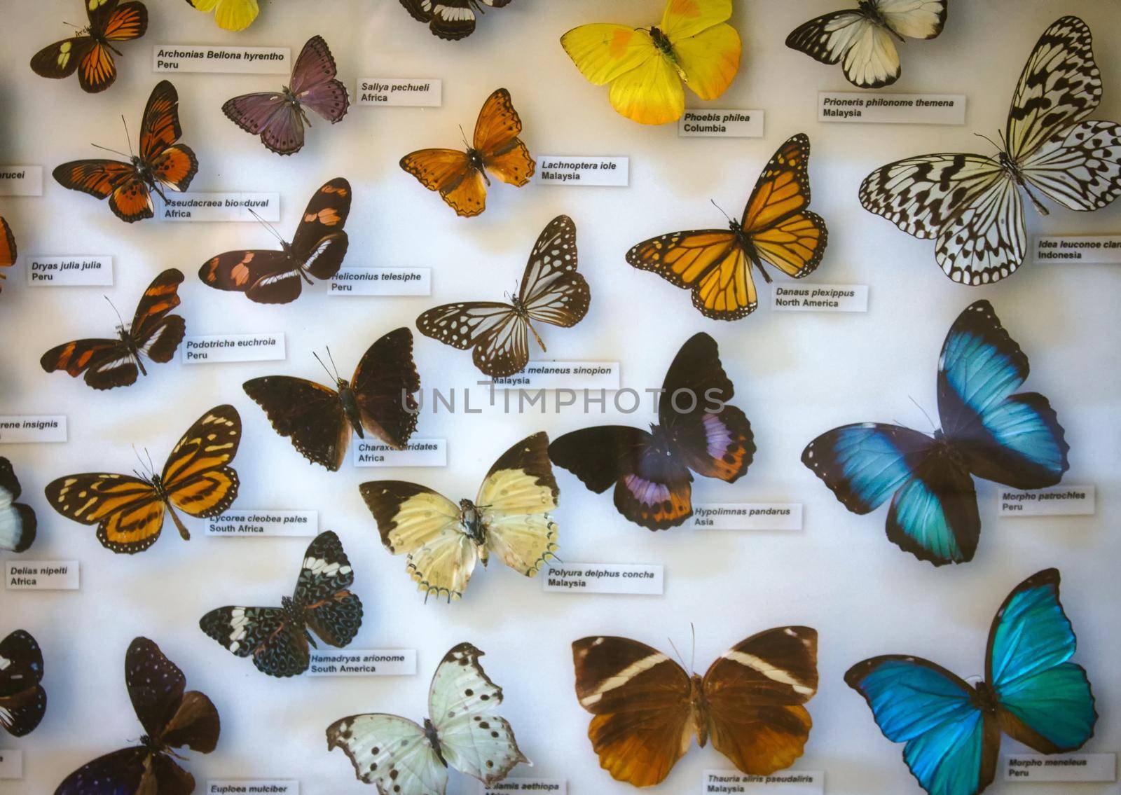 An assorted butterfly collection in a glass display case with name labels by tennesseewitney