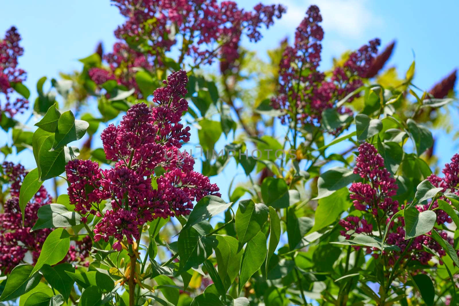 Gentle dance of red pink lilac and light blue sky by jovani68