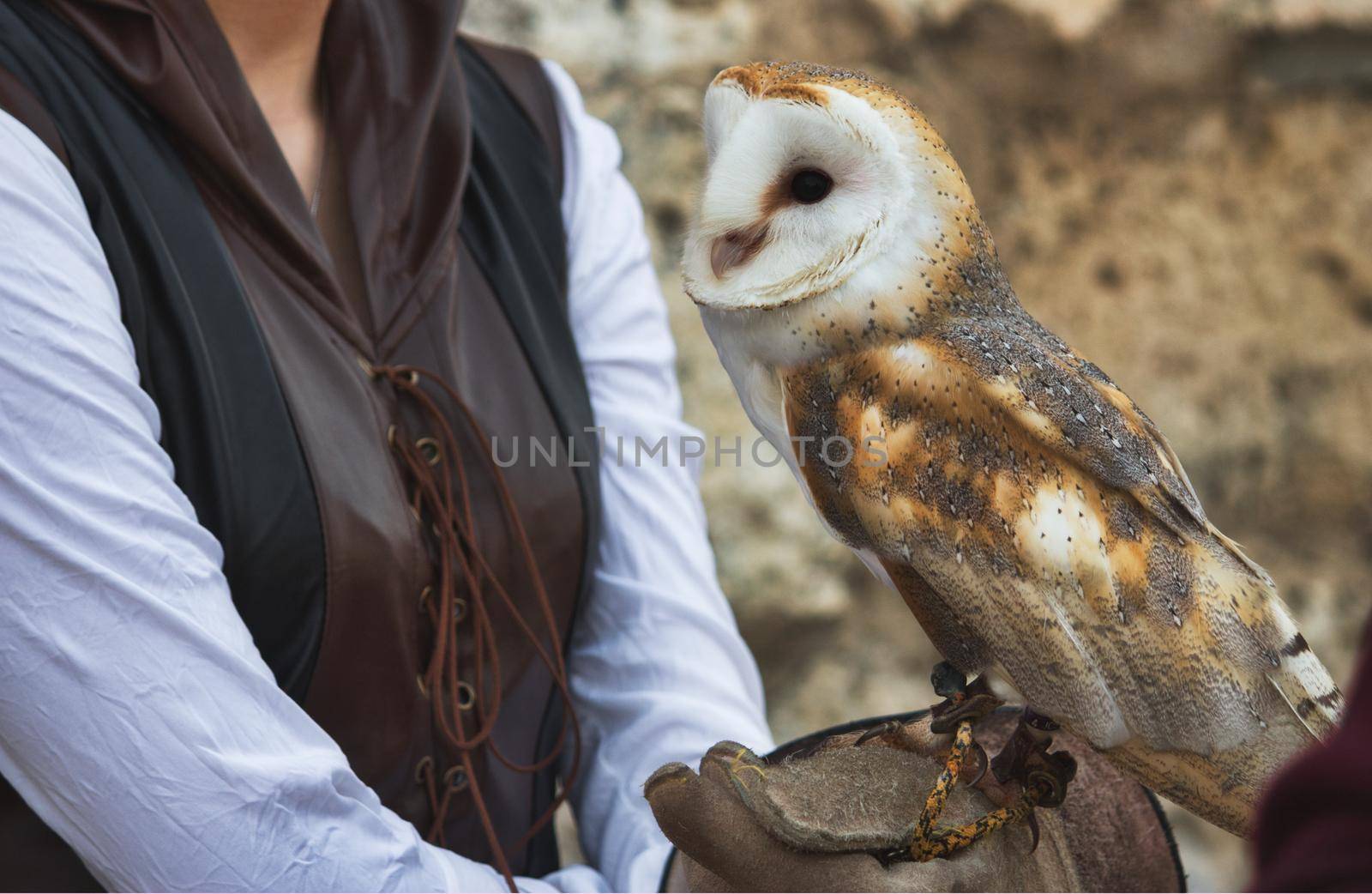 A barn owl perched on a falconer's glove by tennesseewitney