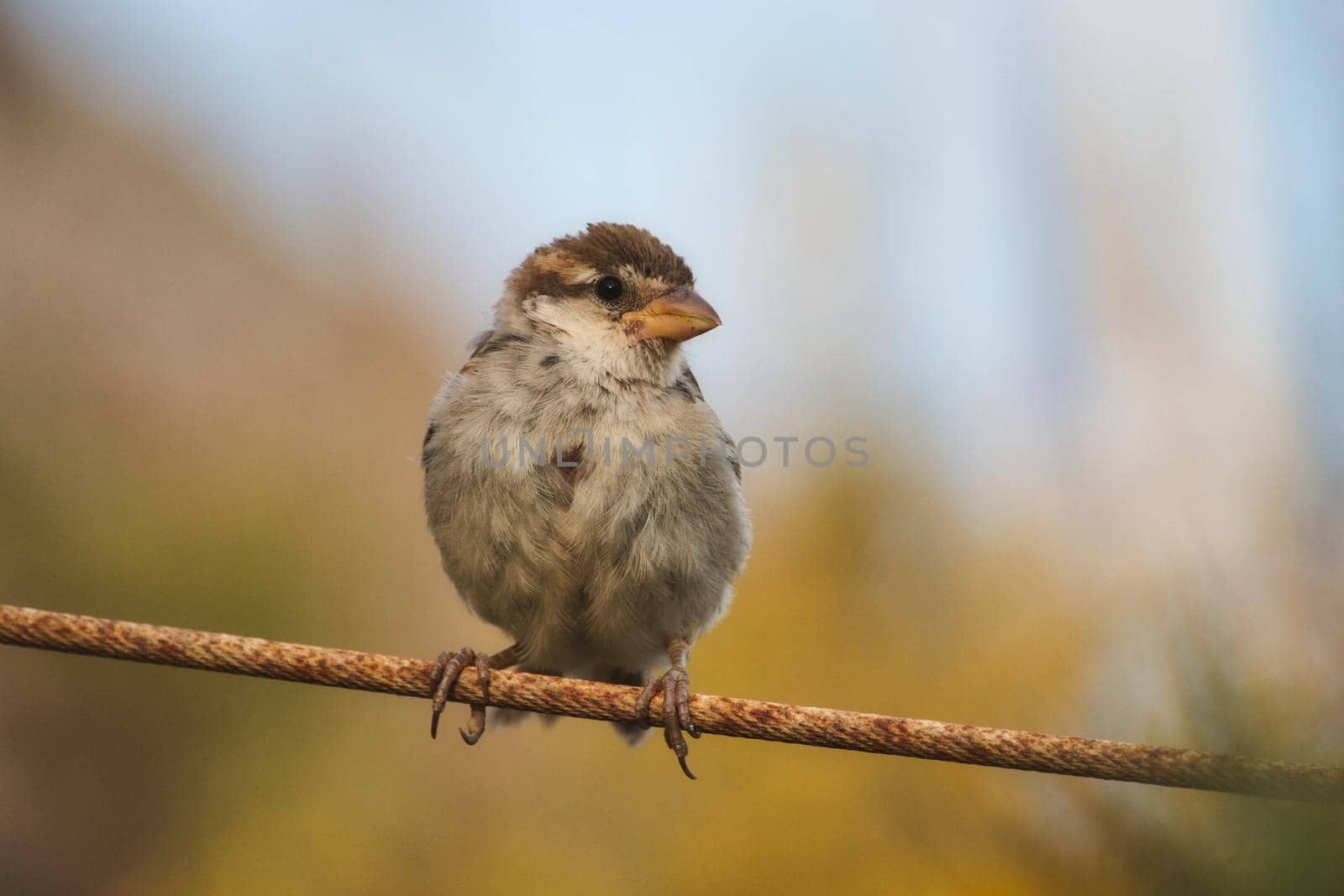 Sparrow perched on a wire in the countryside with a blurred background by tennesseewitney