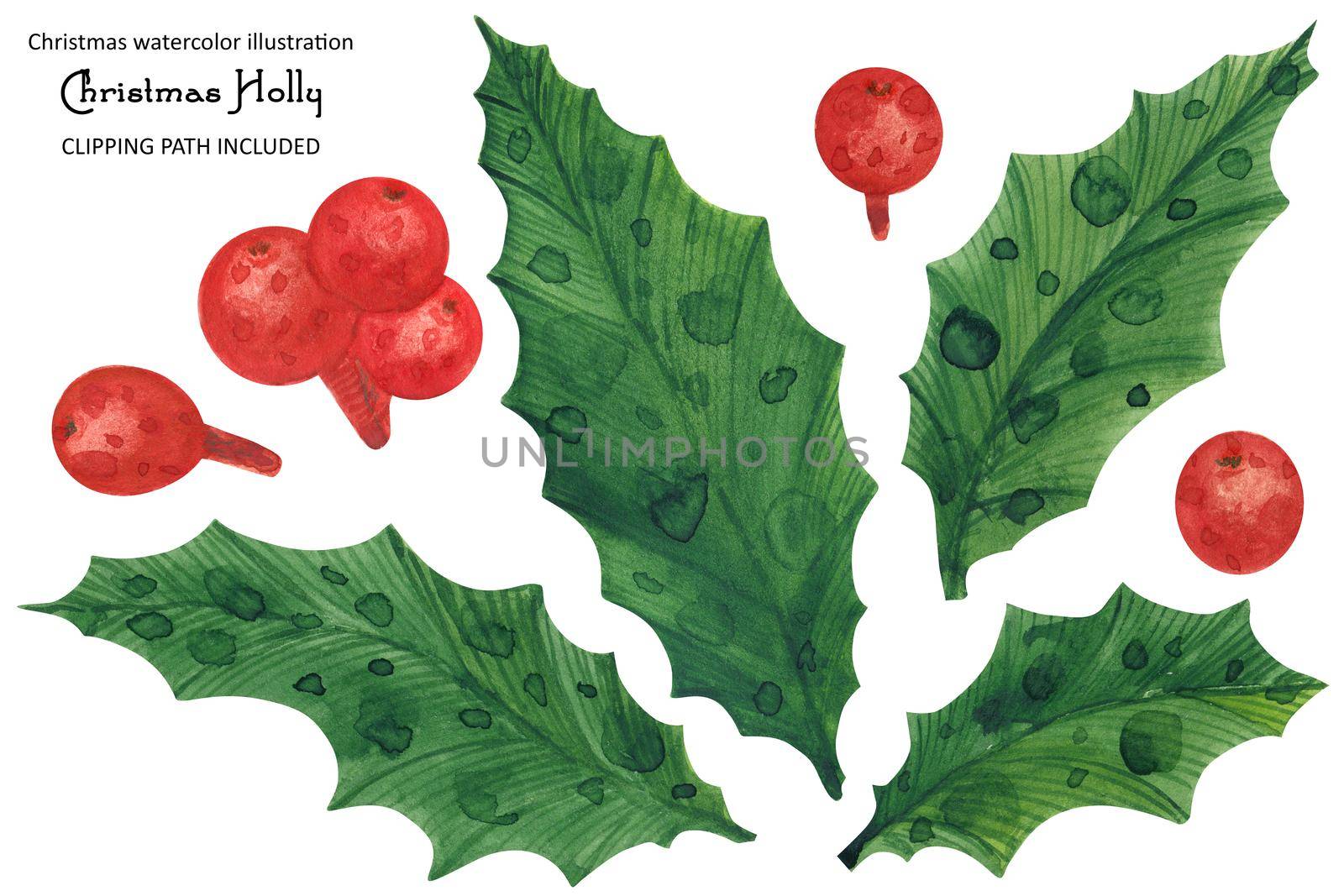 Christmas Holly watercolor set of leaves and berries, isolated watercolor and clipping path