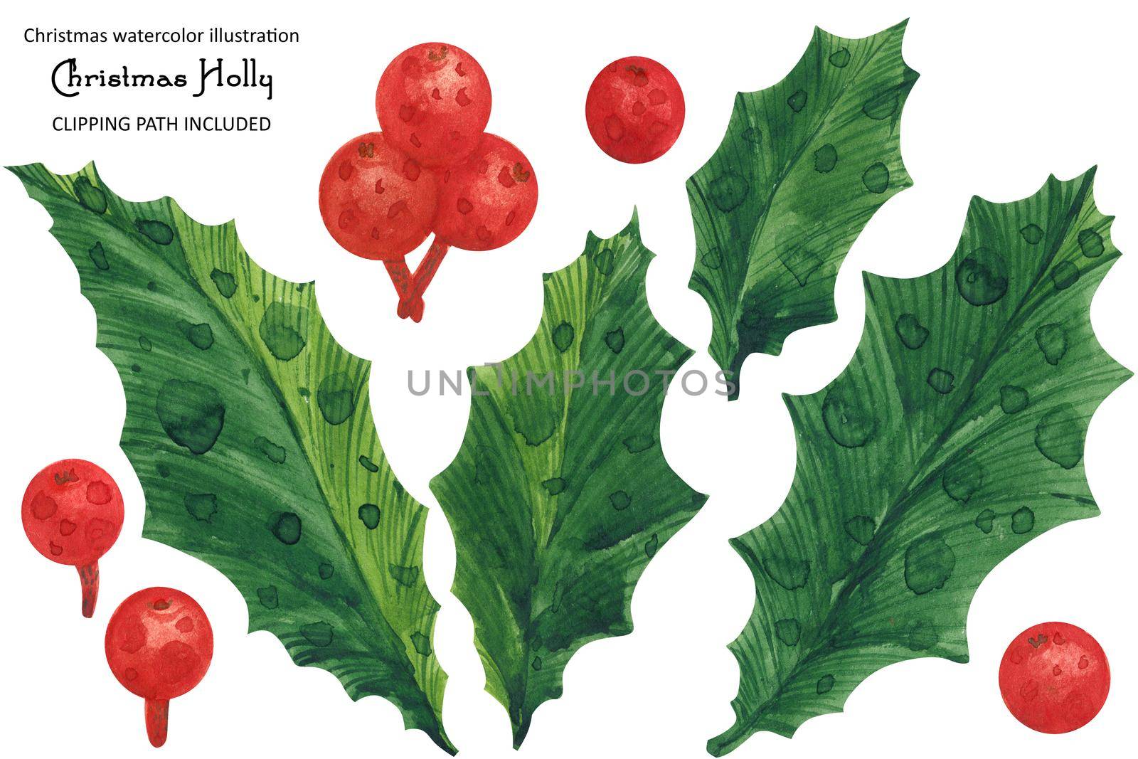 Christmas Holly watercolor art of green leaves and red berries, isolated watercolor and clipping path
