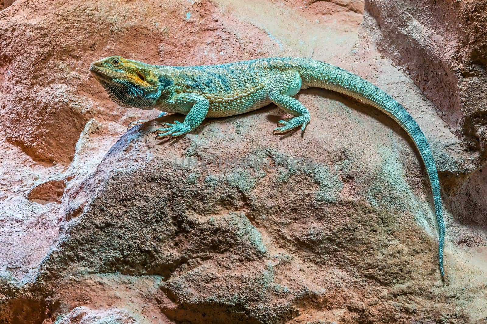 a lizard is sitting on a rock
