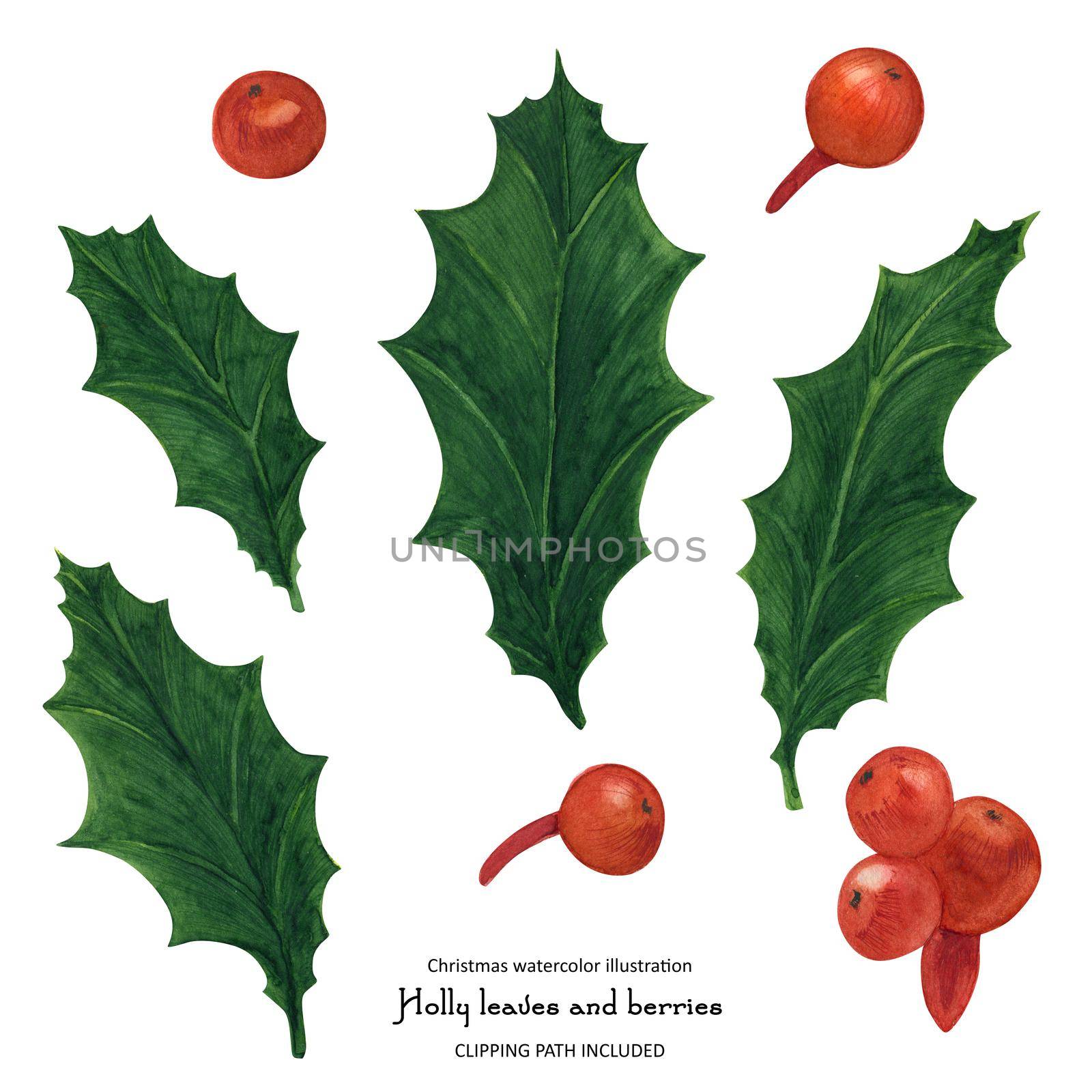 Christmas floral set with Holly leaves and berries, isolated watercolor and clipping path