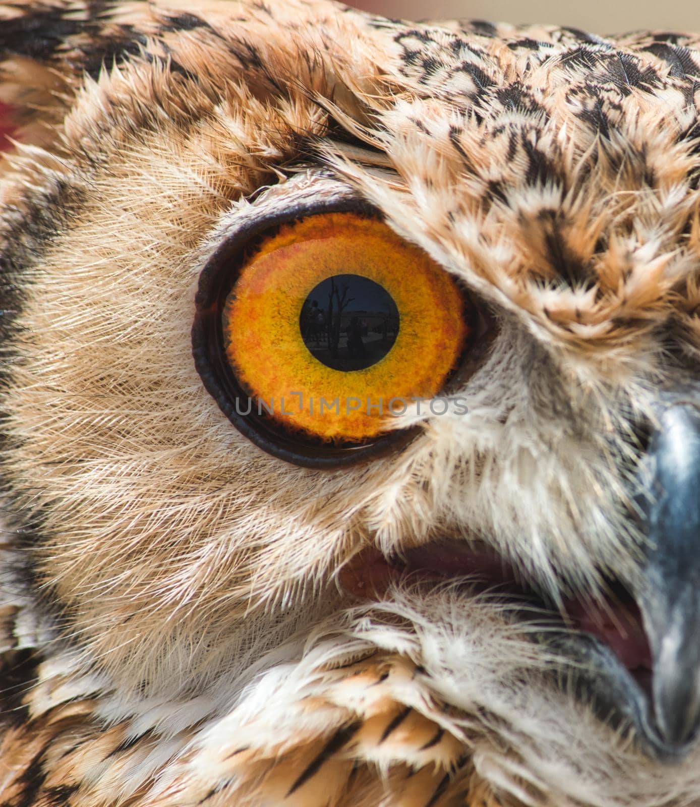 Close-up of the big orange eye of an Eurasian / European eagle-owl by tennesseewitney