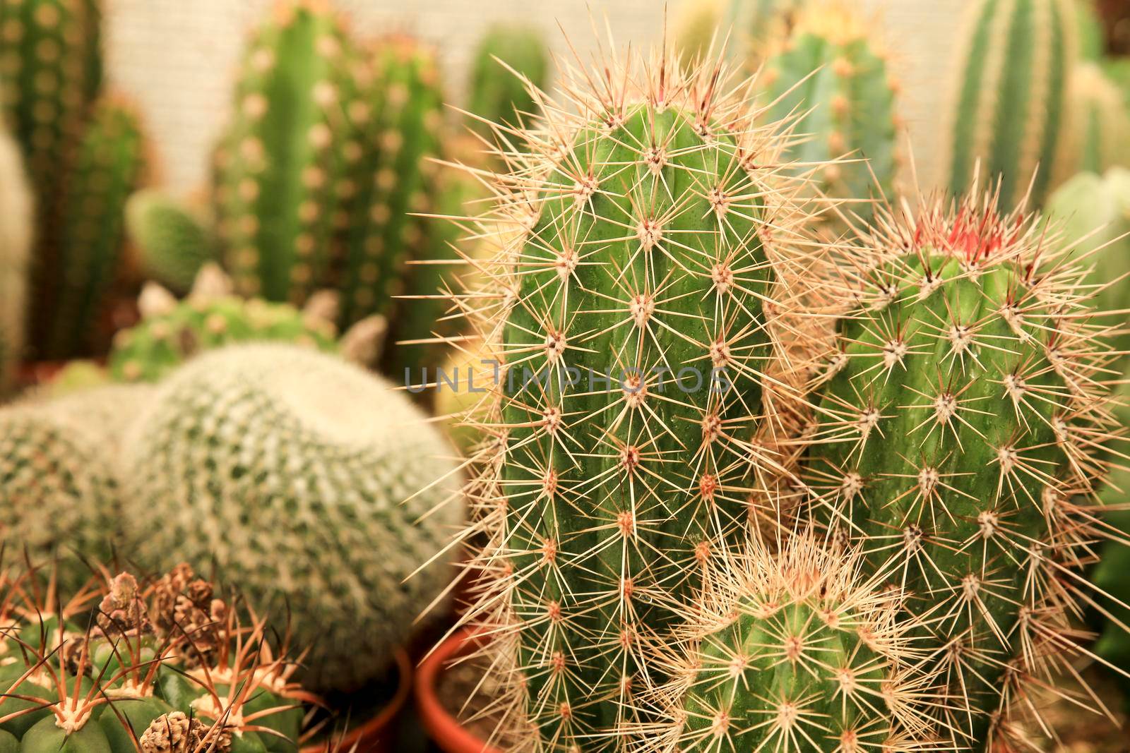 Pots of different kind of cactus for sale by soniabonet