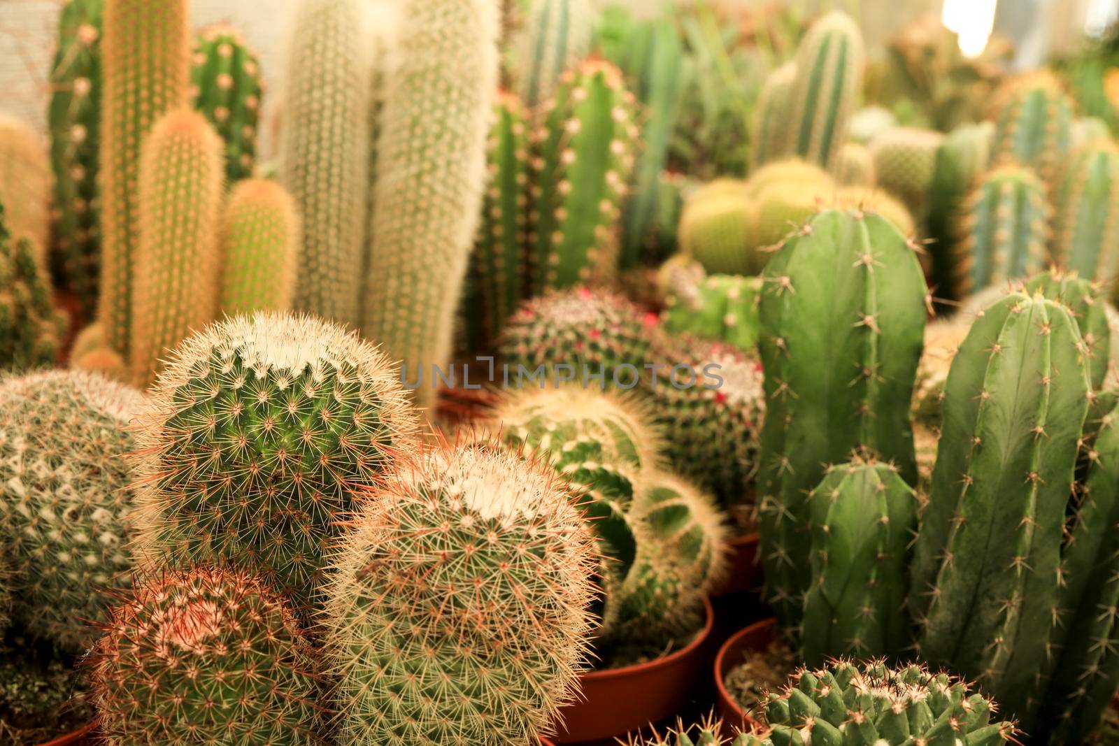 Pots of different kind of cactus for sale by soniabonet