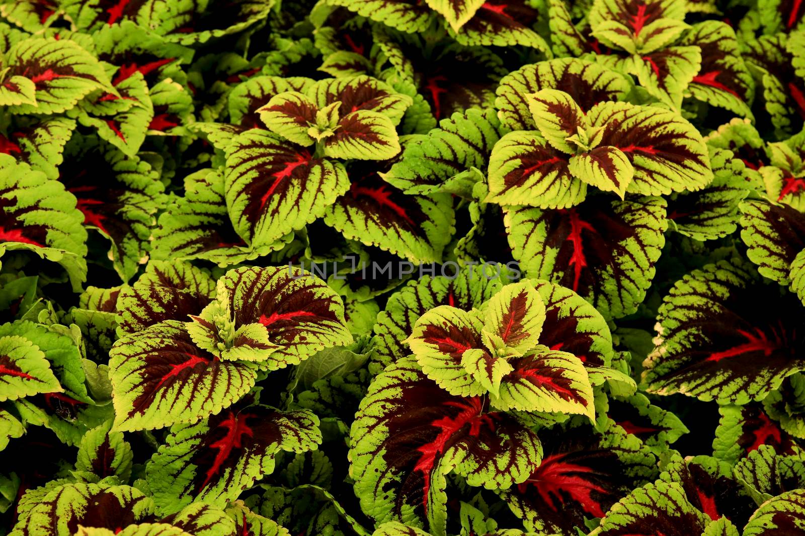 Colorful Coleus Rainbow mix in the garden by soniabonet