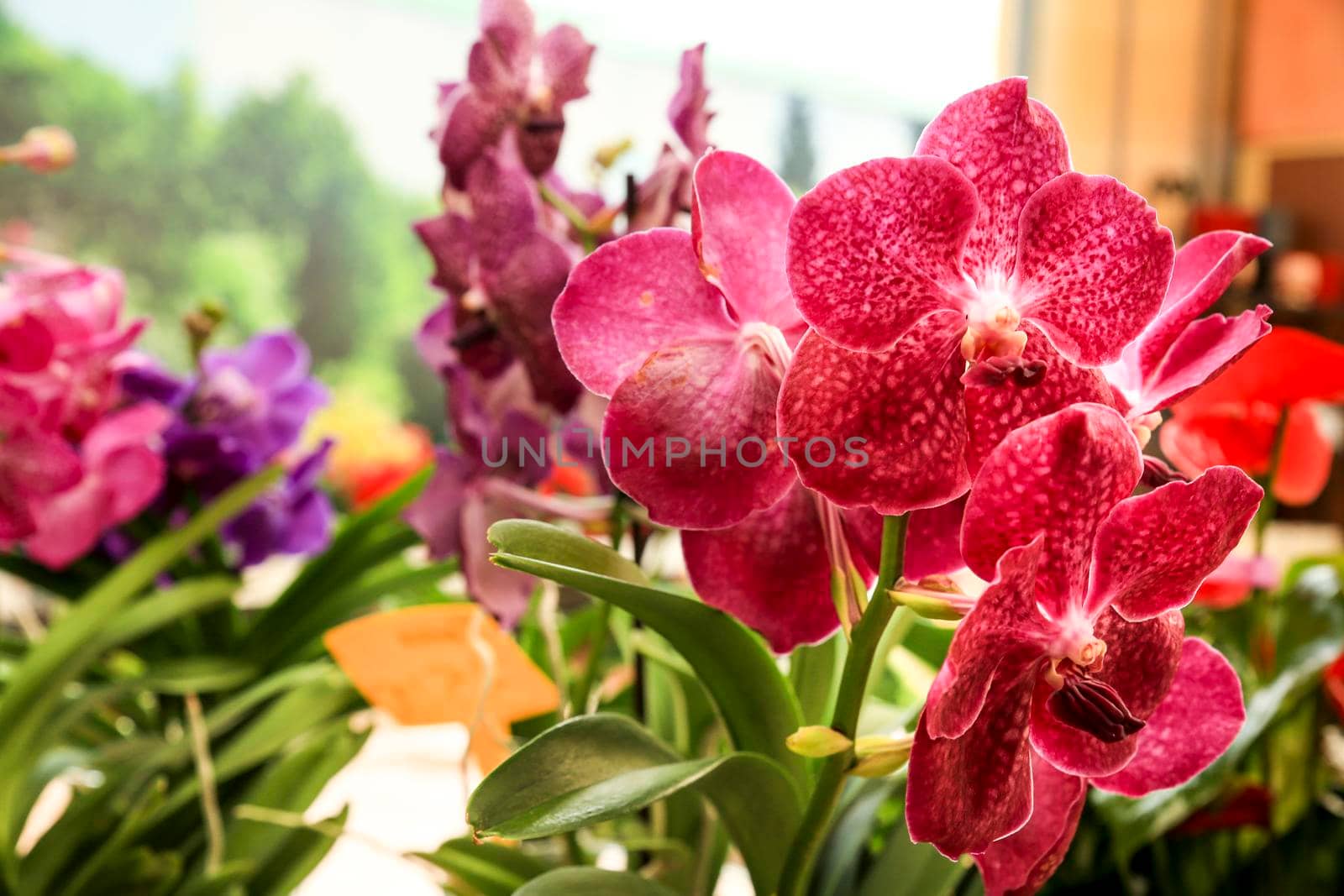 Beautiful and colorful pink Phalenopsis Orchid plants in the garden in Spring under the sun