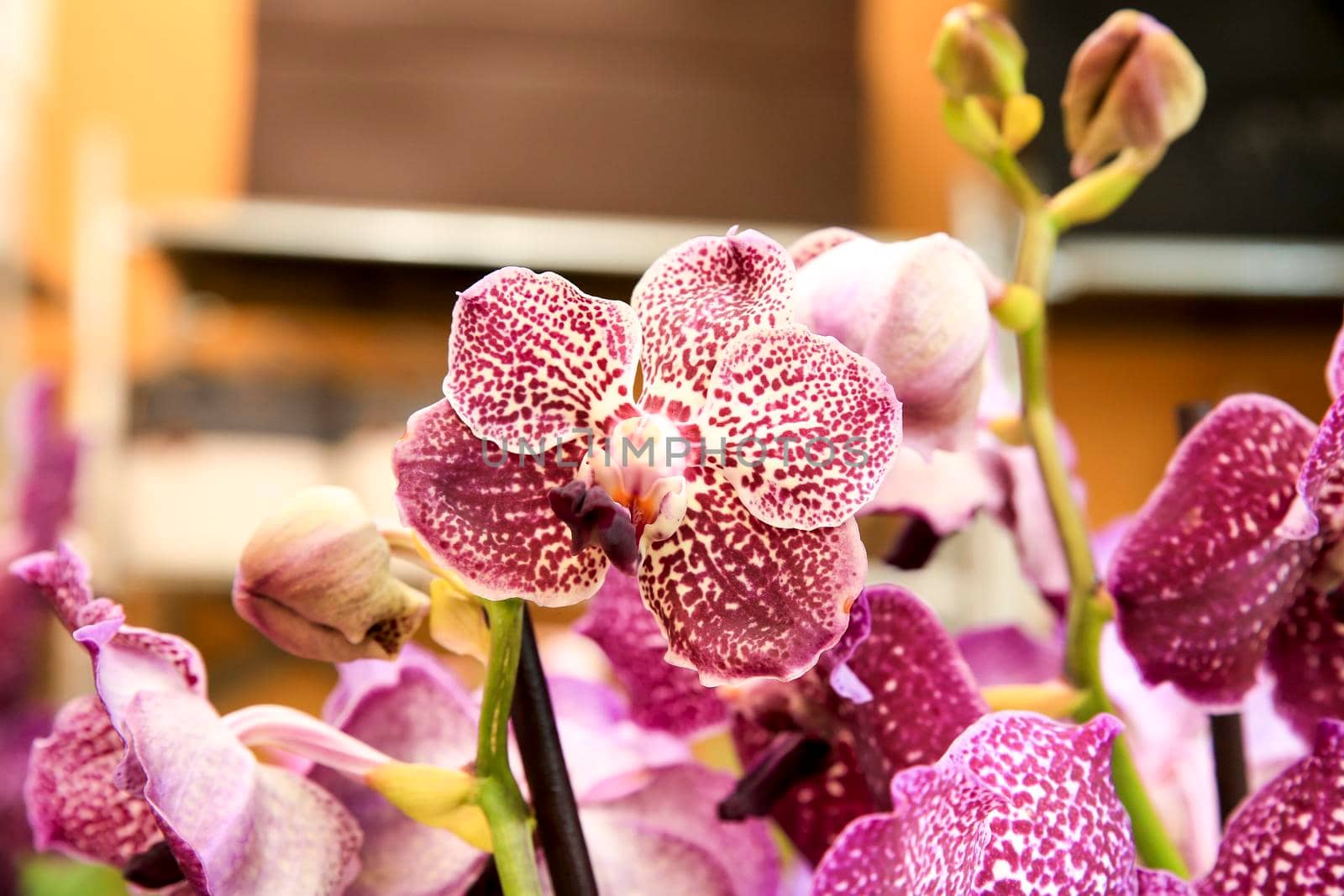 Beautiful and colorful pink Phalenopsis Orchid plants in the garden in Spring under the sun