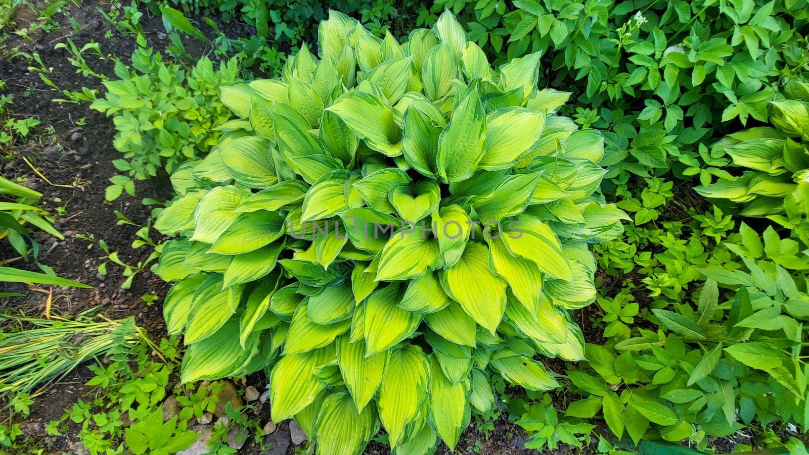 A hosta flower with green leaves grows in a flower bed in the city garden.