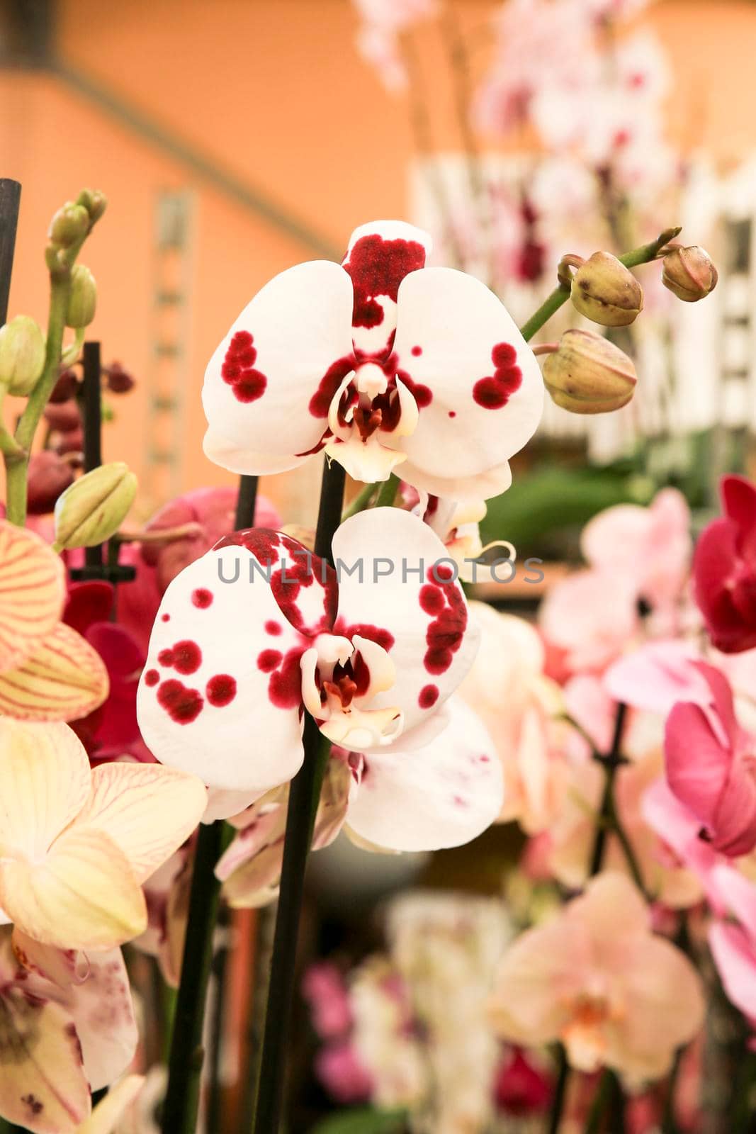 Beautiful and colorful white and pink Phalenopsis Orchid plants in the garden in Spring under the sun